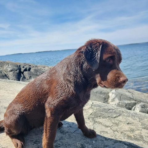 Windleaf Roaming Wild Rosie