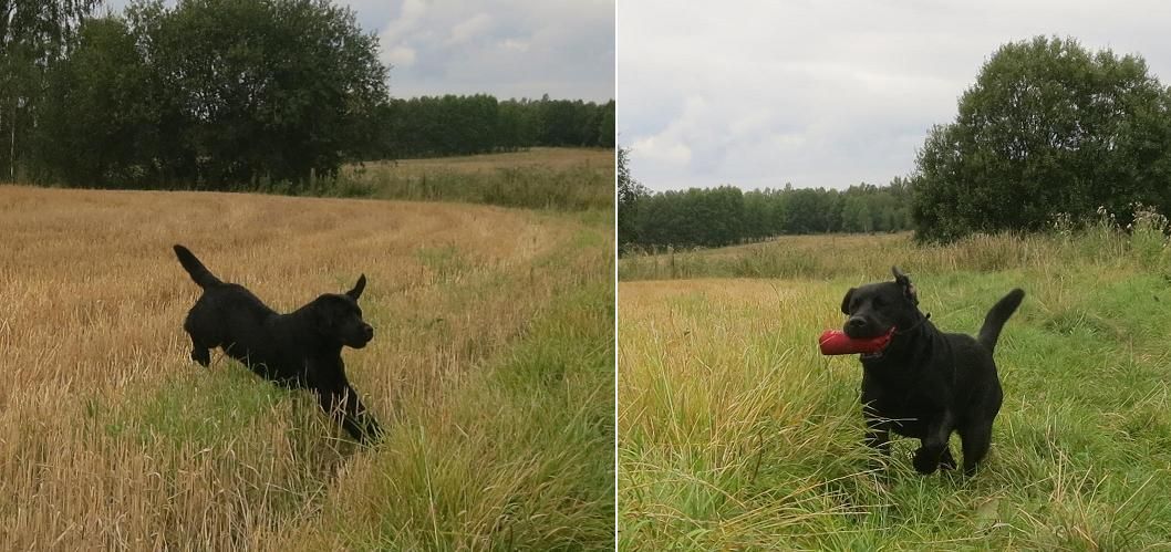 Windrose Satisfaction
