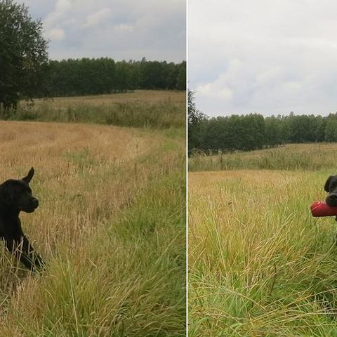 Windrose Satisfaction
