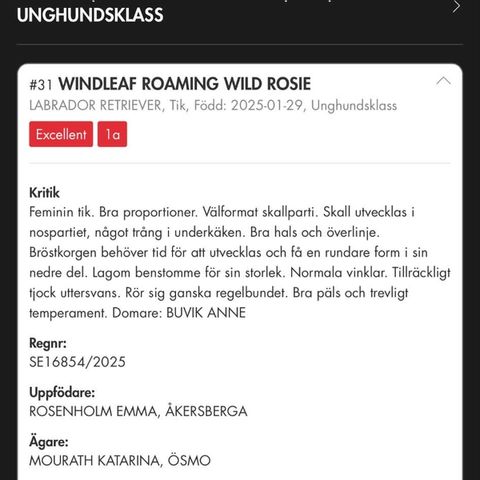 Windleaf Roaming Wild Rosie