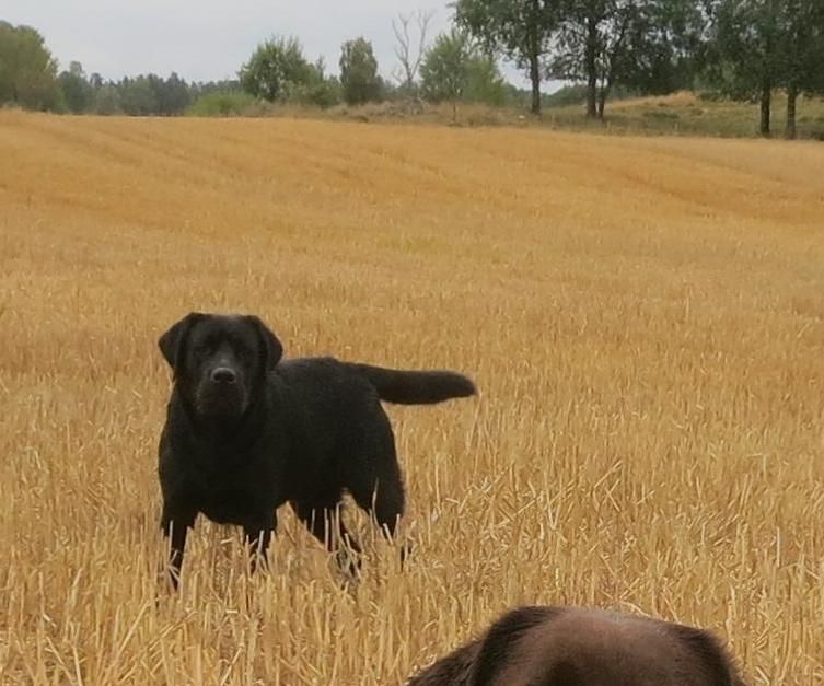 Windrose Satisfaction