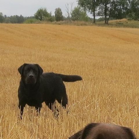 Windrose Satisfaction