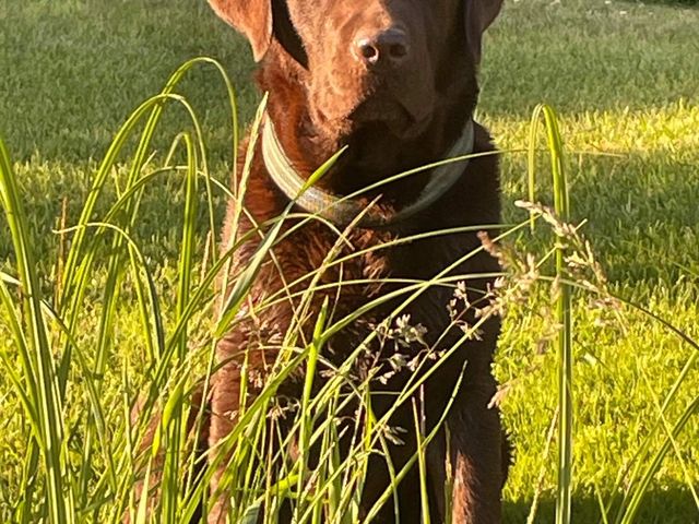 Windleaf Influencer