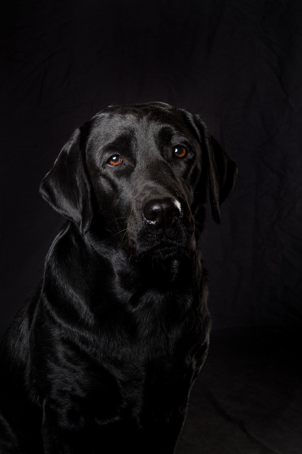Windleaf Circle of Jazz