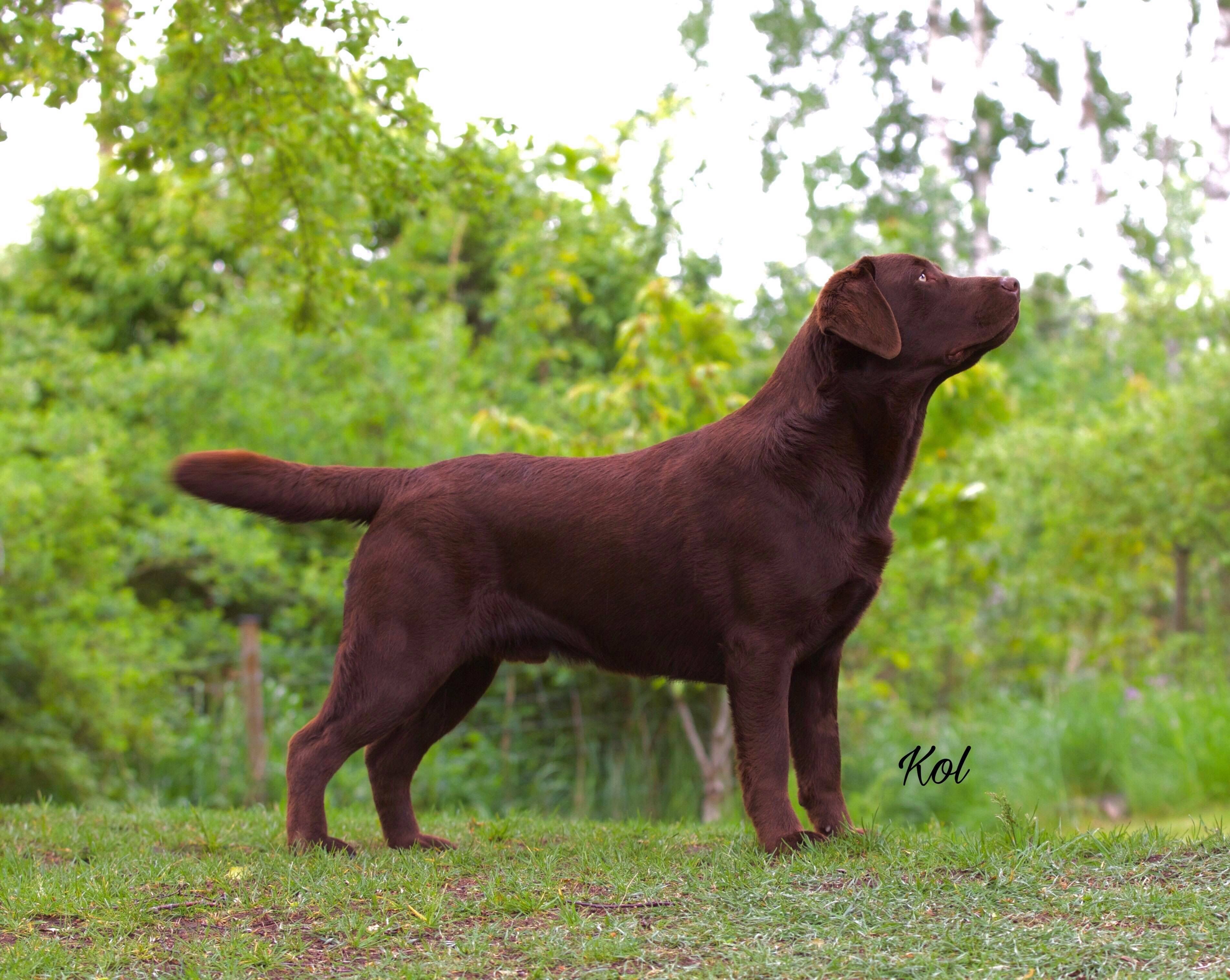 Windleaf Influencer