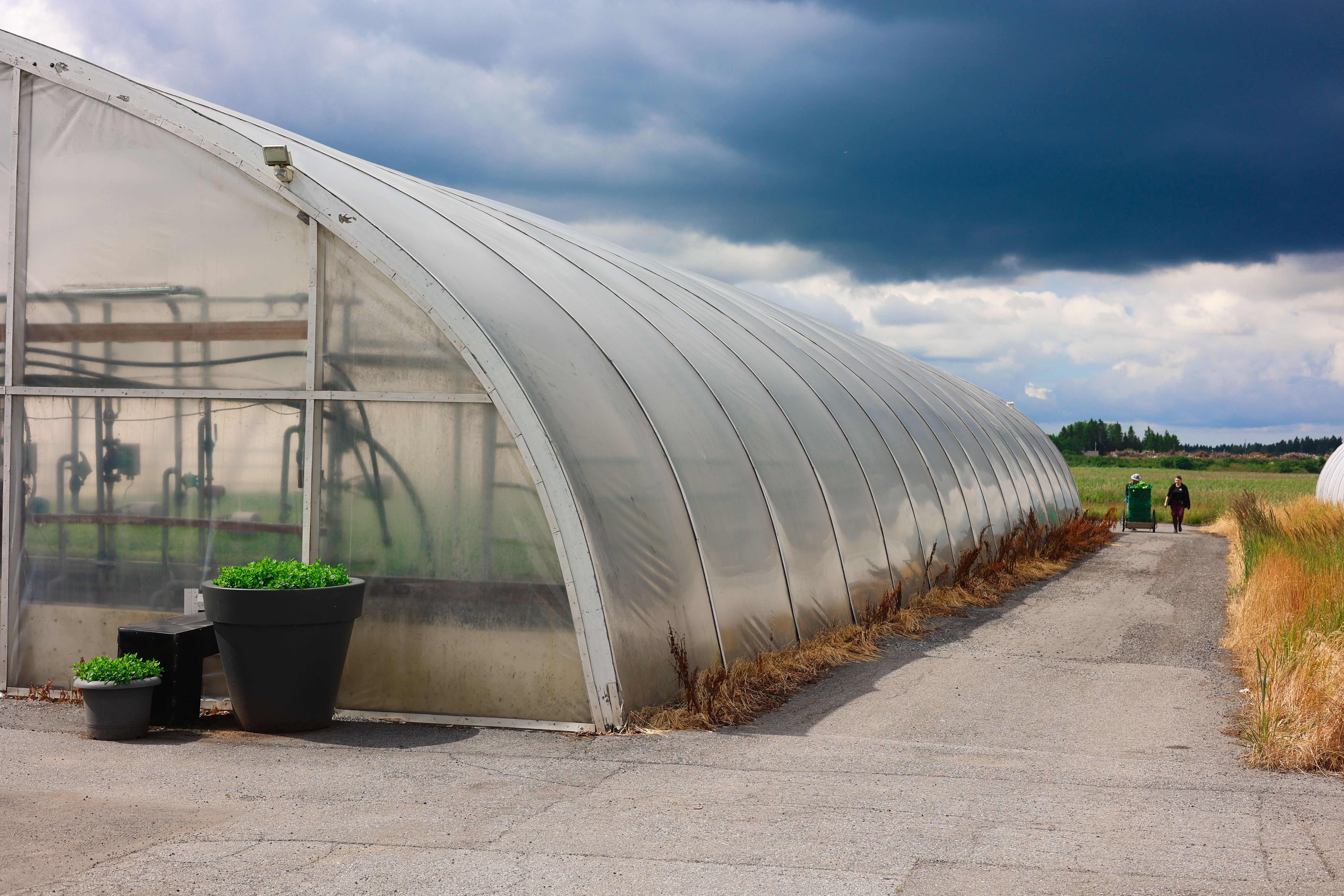 A long plastic tunnel greenhouse next to a paved path where a person walks in the distance, under a cloudy sky.