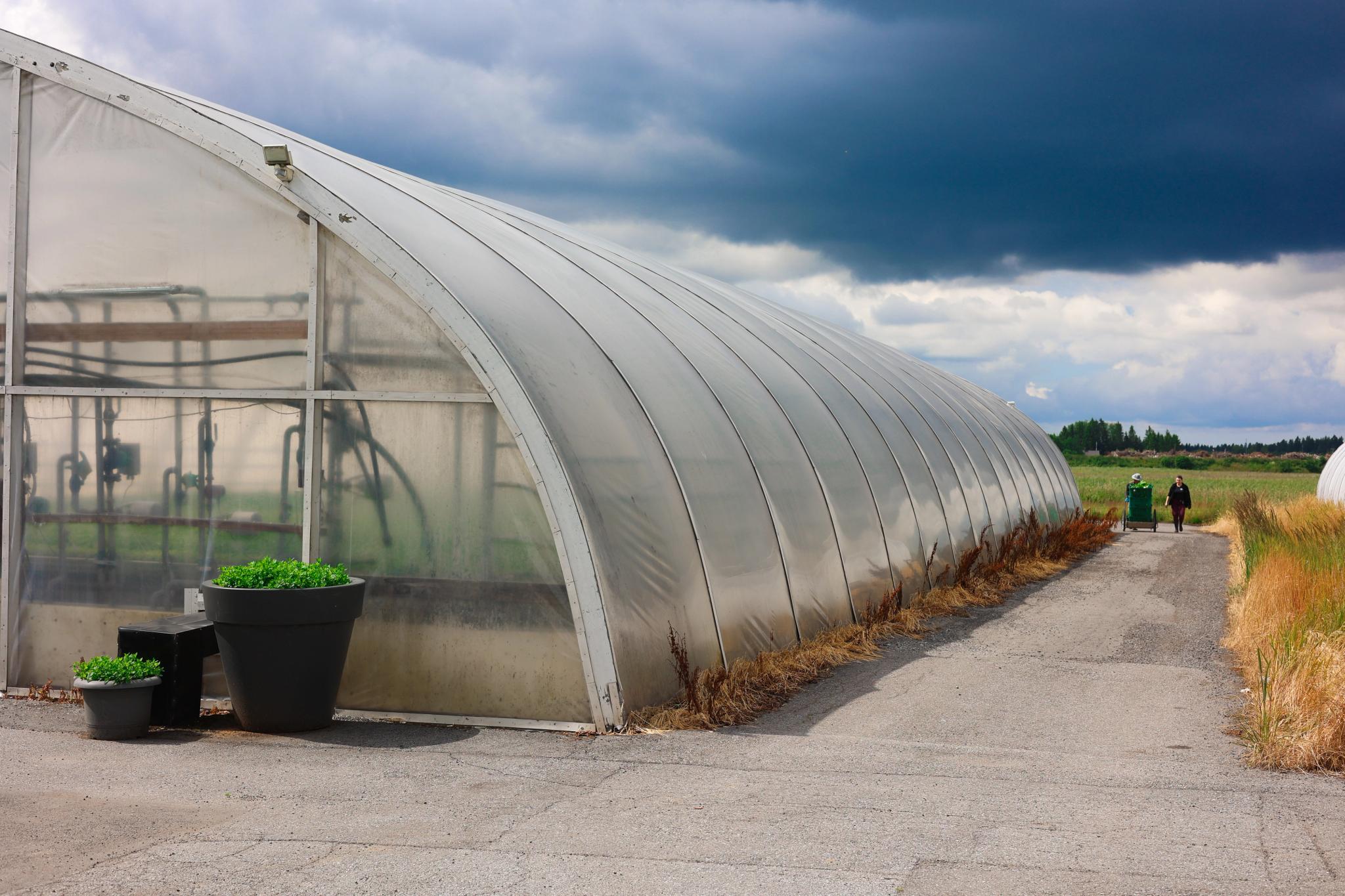 A long plastic tunnel greenhouse next to a paved path where a person walks in the distance, under a cloudy sky.