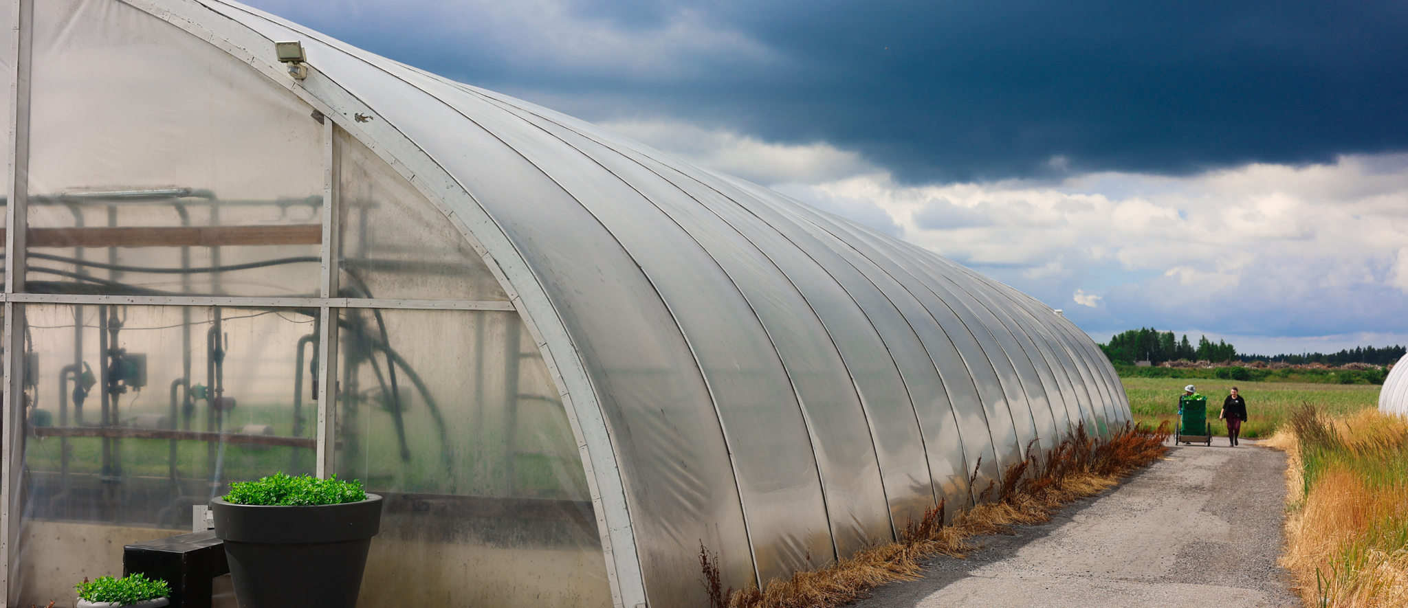 A long, translucent hoop house greenhouse sits beside a paved path under a dramatic, cloudy sky.