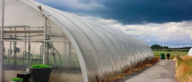 A long, translucent hoop house greenhouse sits beside a paved path under a dramatic, cloudy sky.