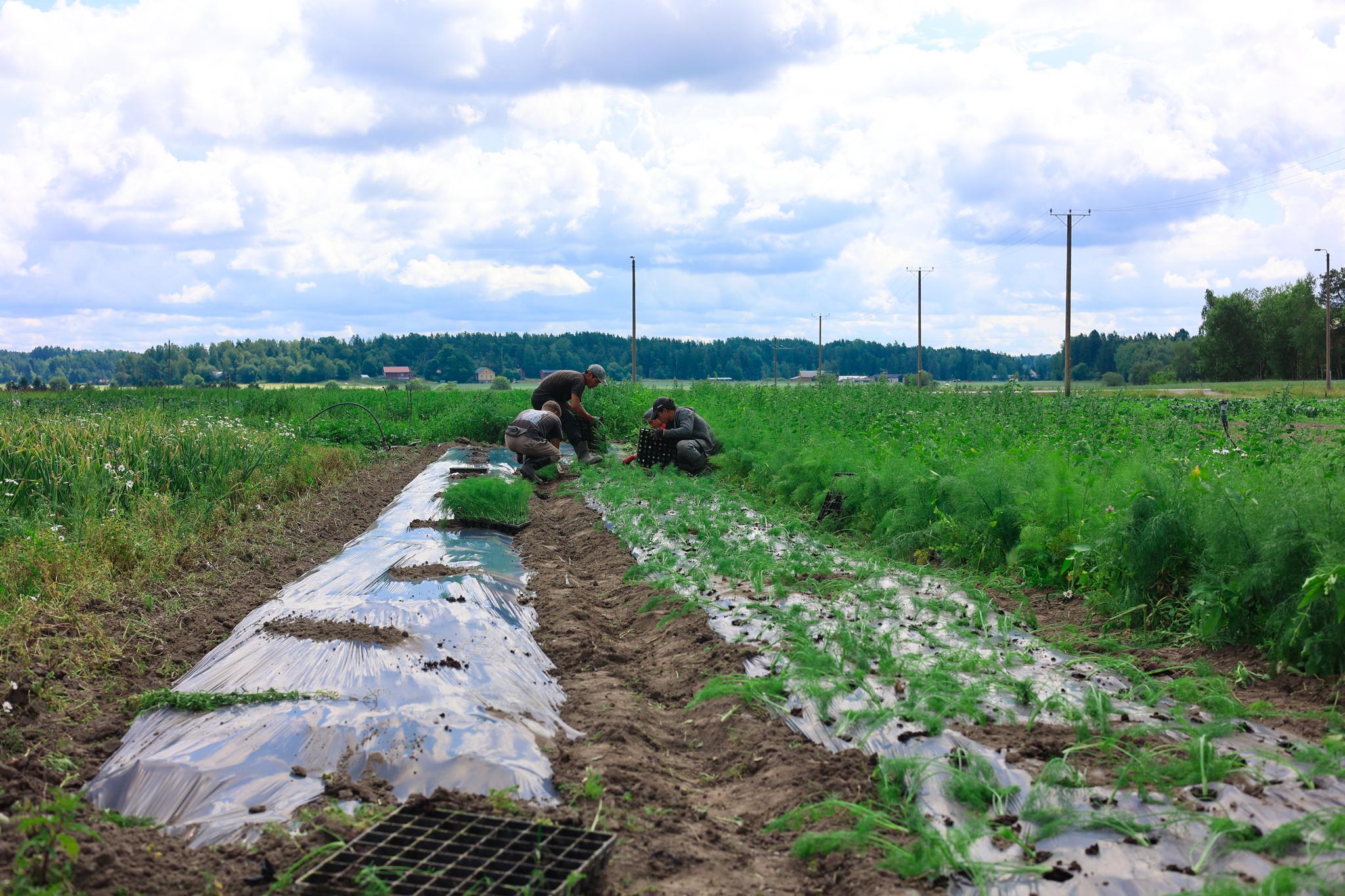 Workers planting seedlings in a field with plastic mulch.