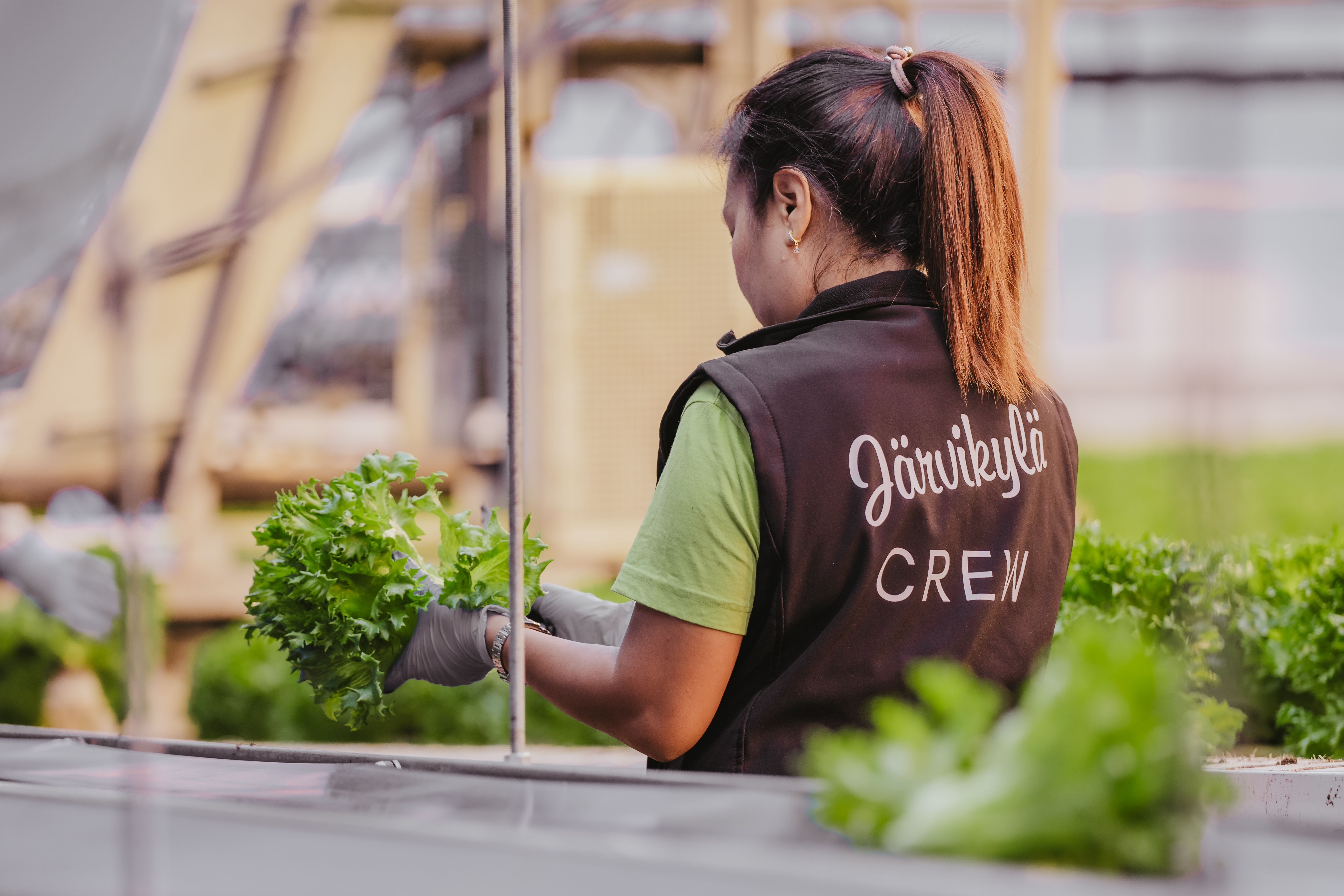 worker in greenhouse holding salad