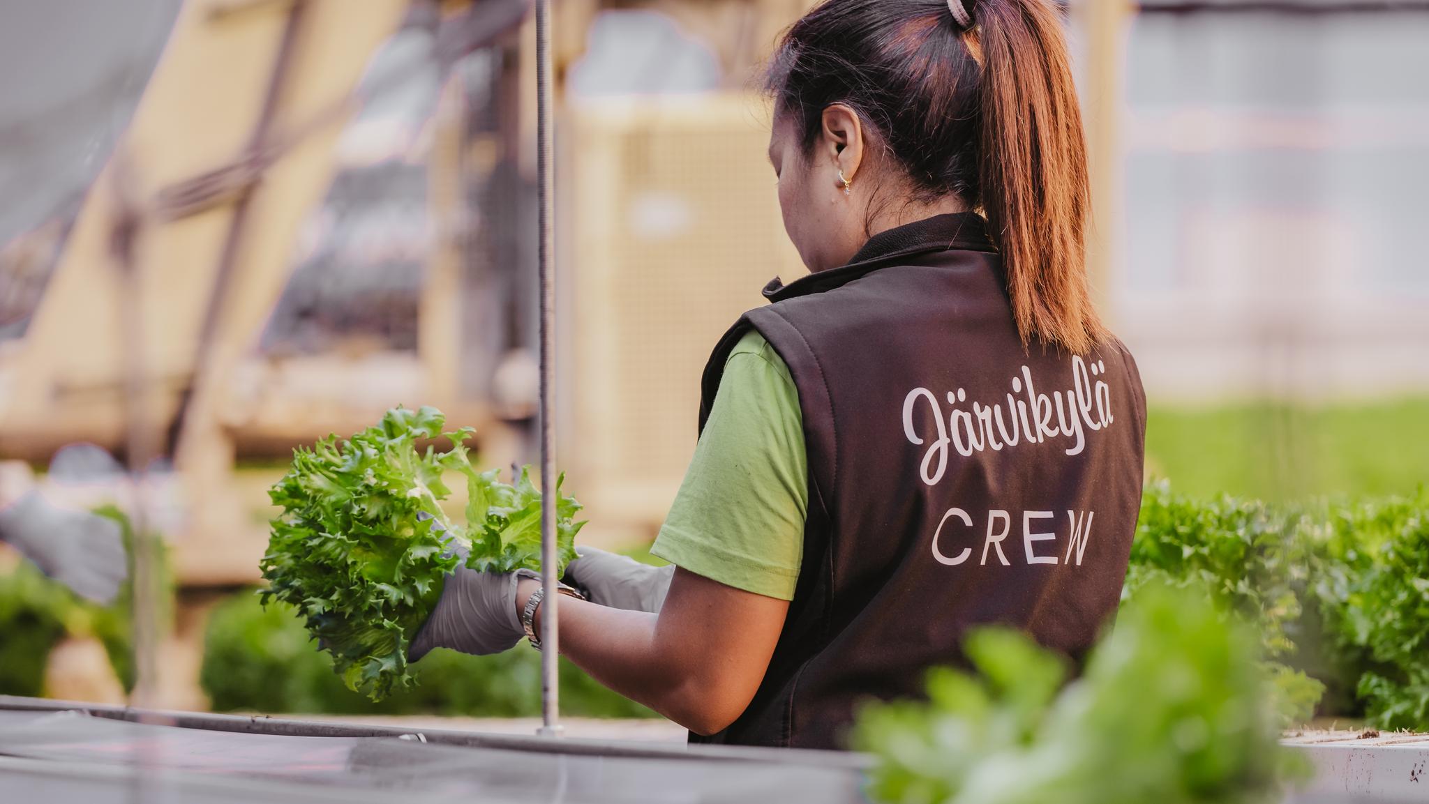 worker in greenhouse holding salad