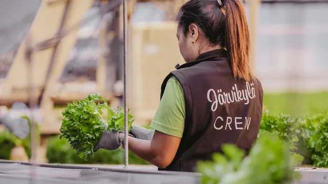 worker in greenhouse holding salad