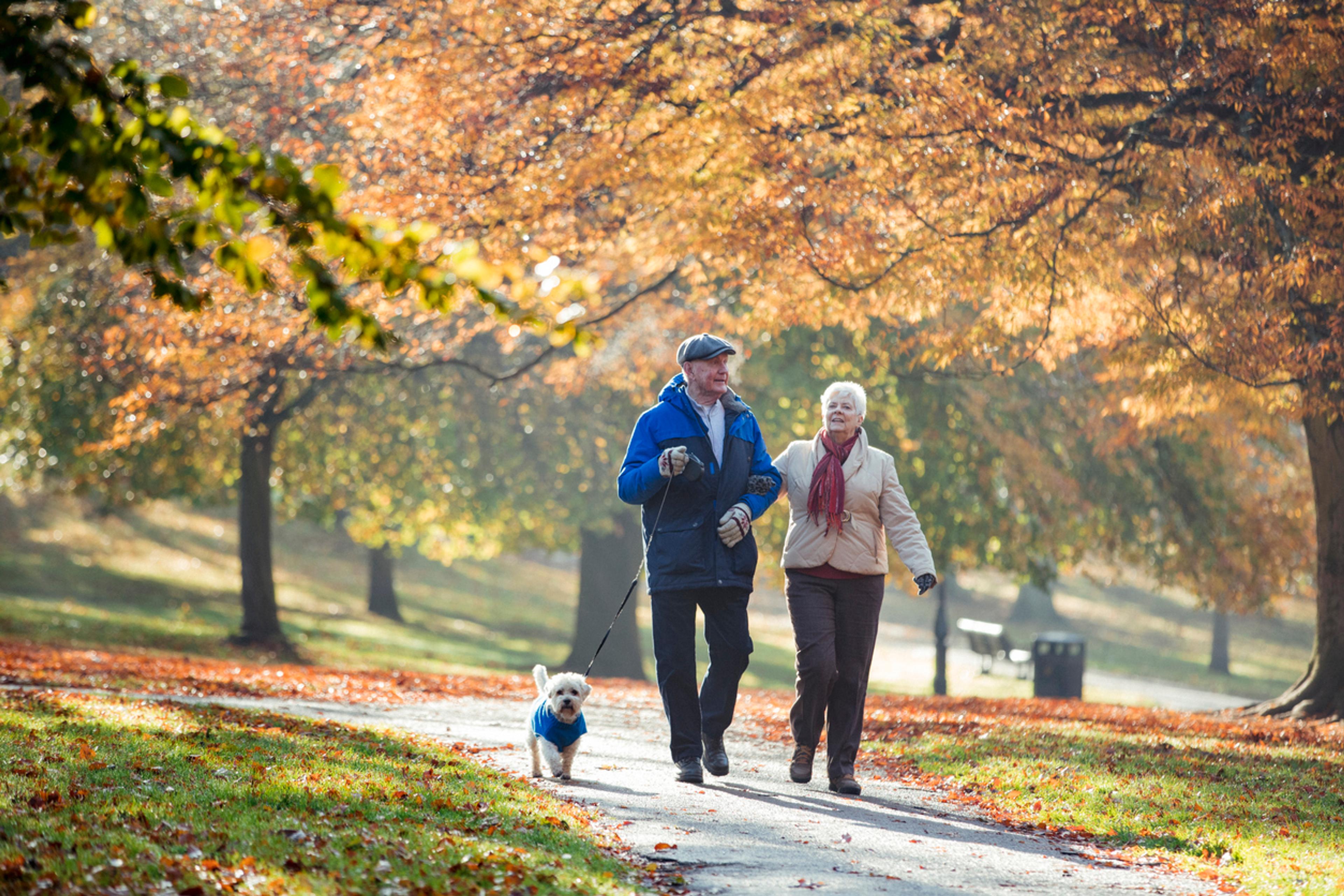 An elderly man and a woman on an autumnal walk with their white dog