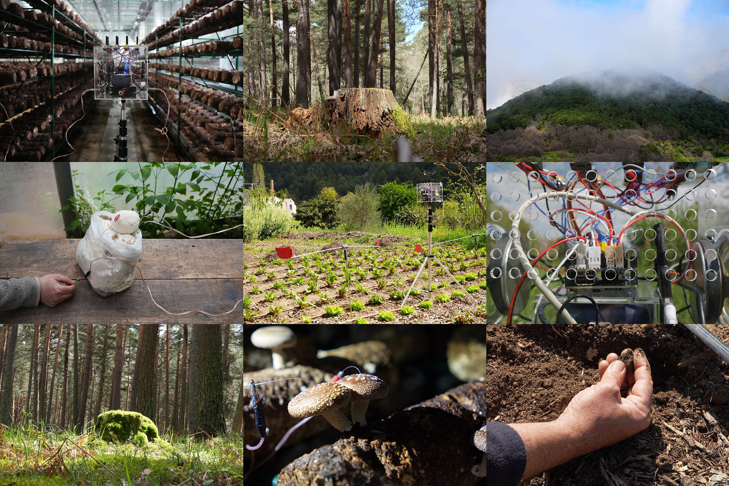 What Lies Beneath. Santiago Morilla’s Multispecies Ecologies