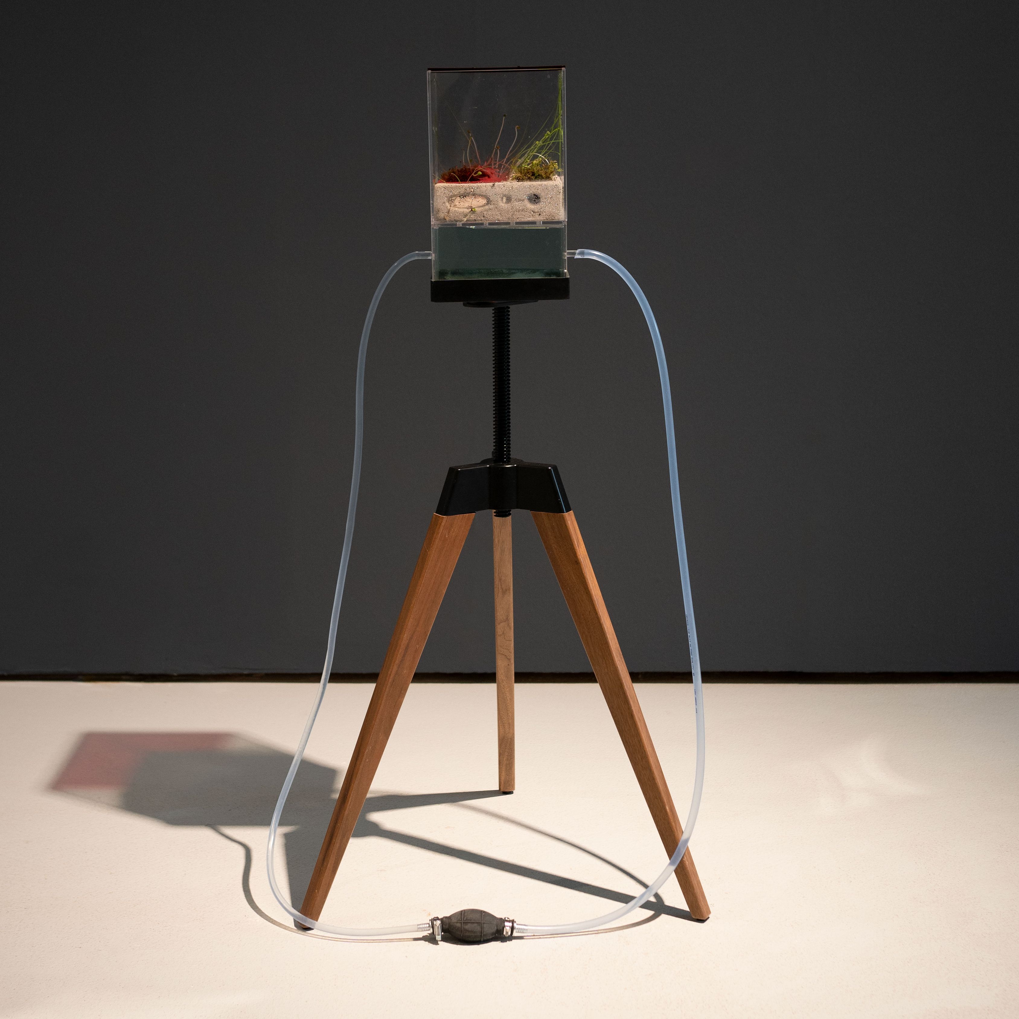 What Lies Beneath. Santiago Morilla’s Multispecies Ecologies