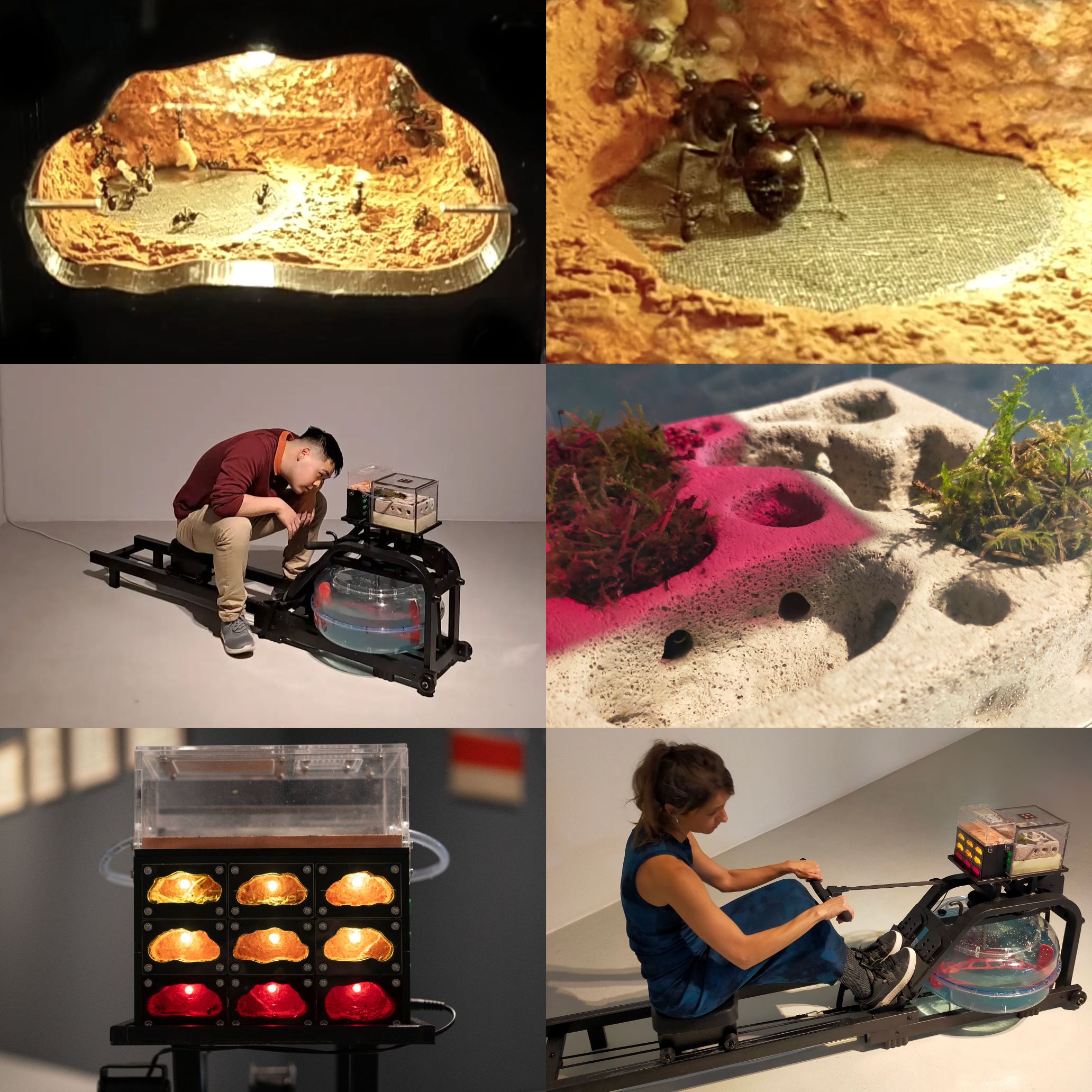 What Lies Beneath. Santiago Morilla’s Multispecies Ecologies