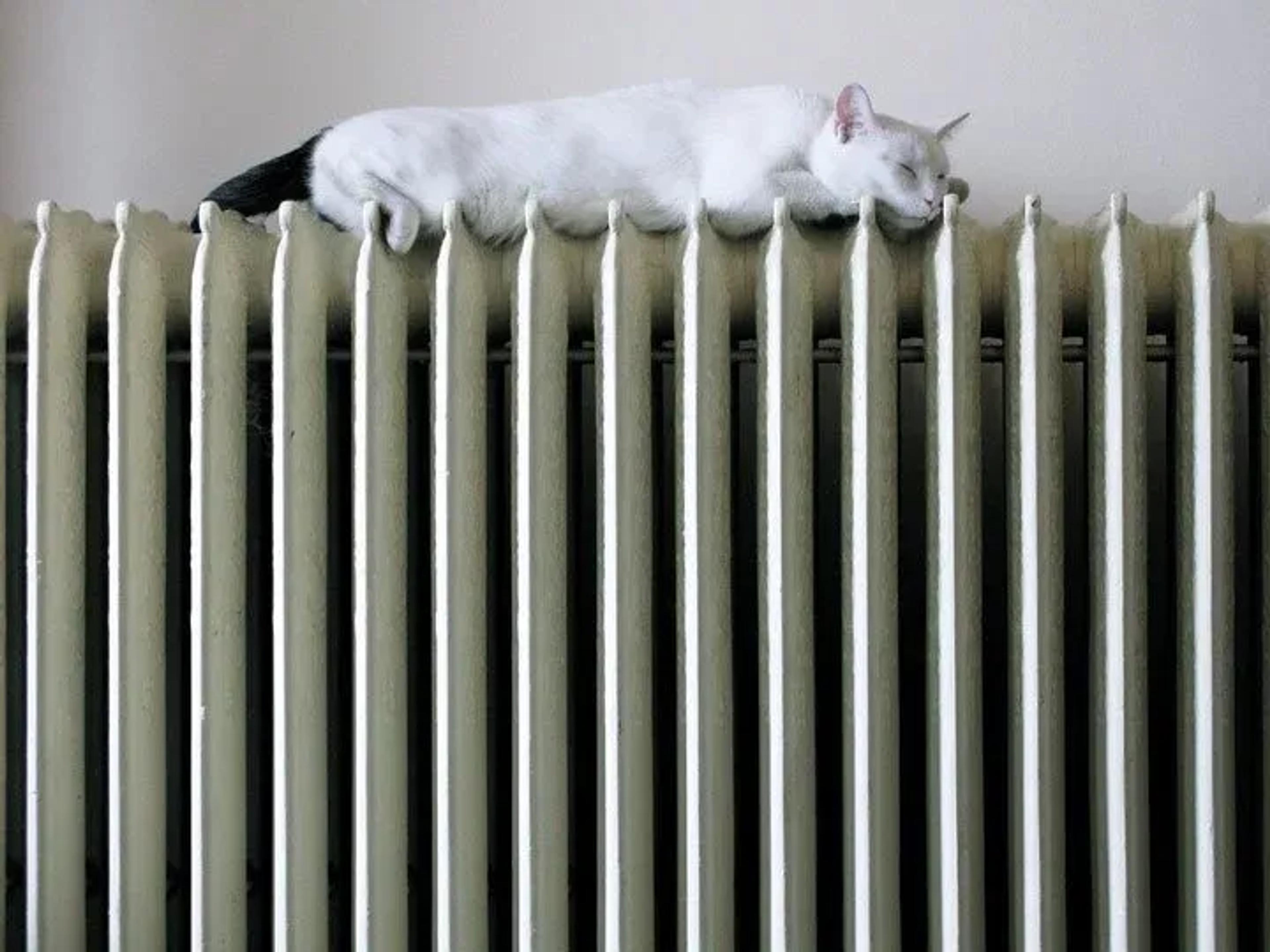 chat sur chauffage