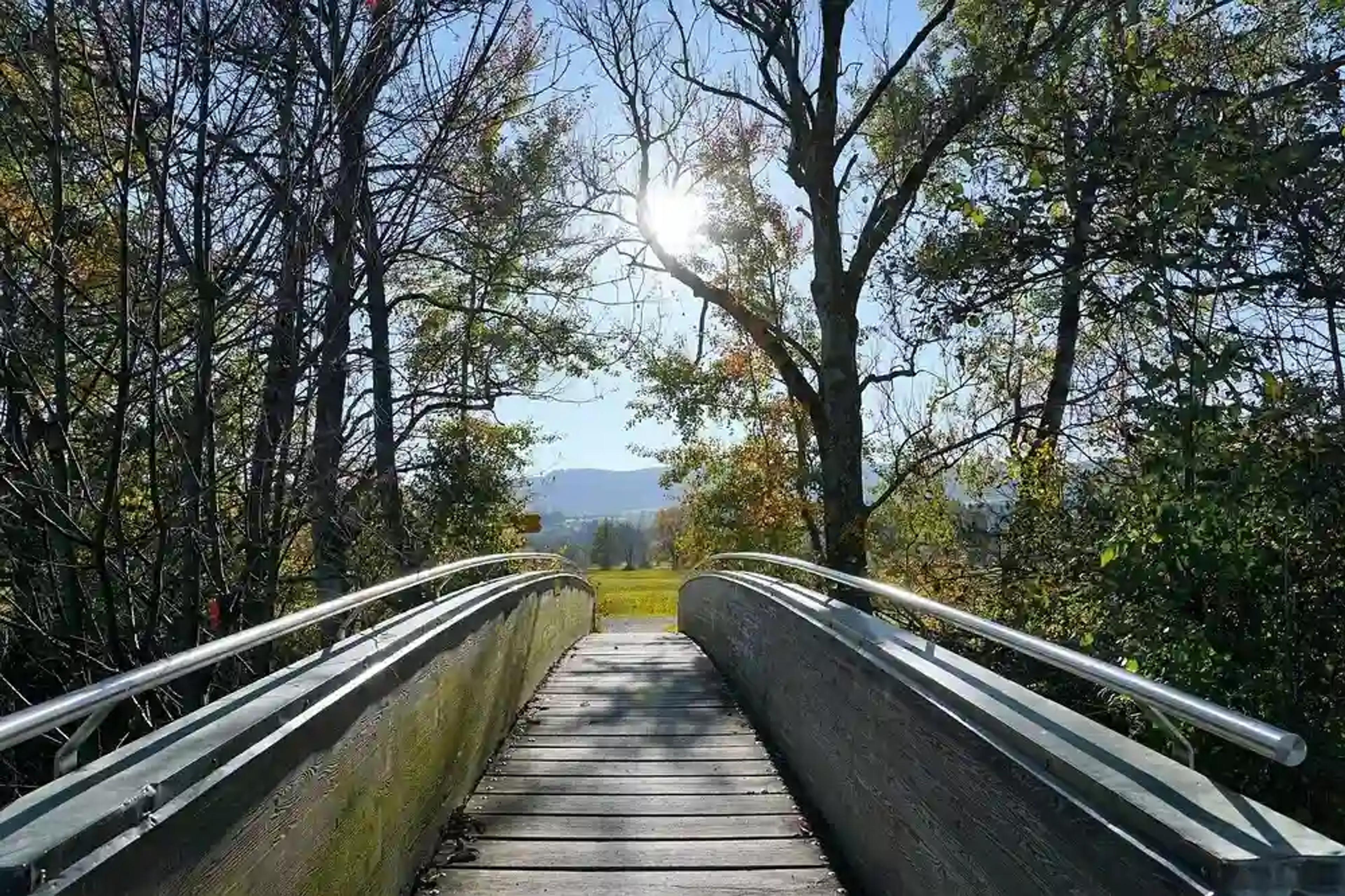 Brücke im Wald in der Region Uster