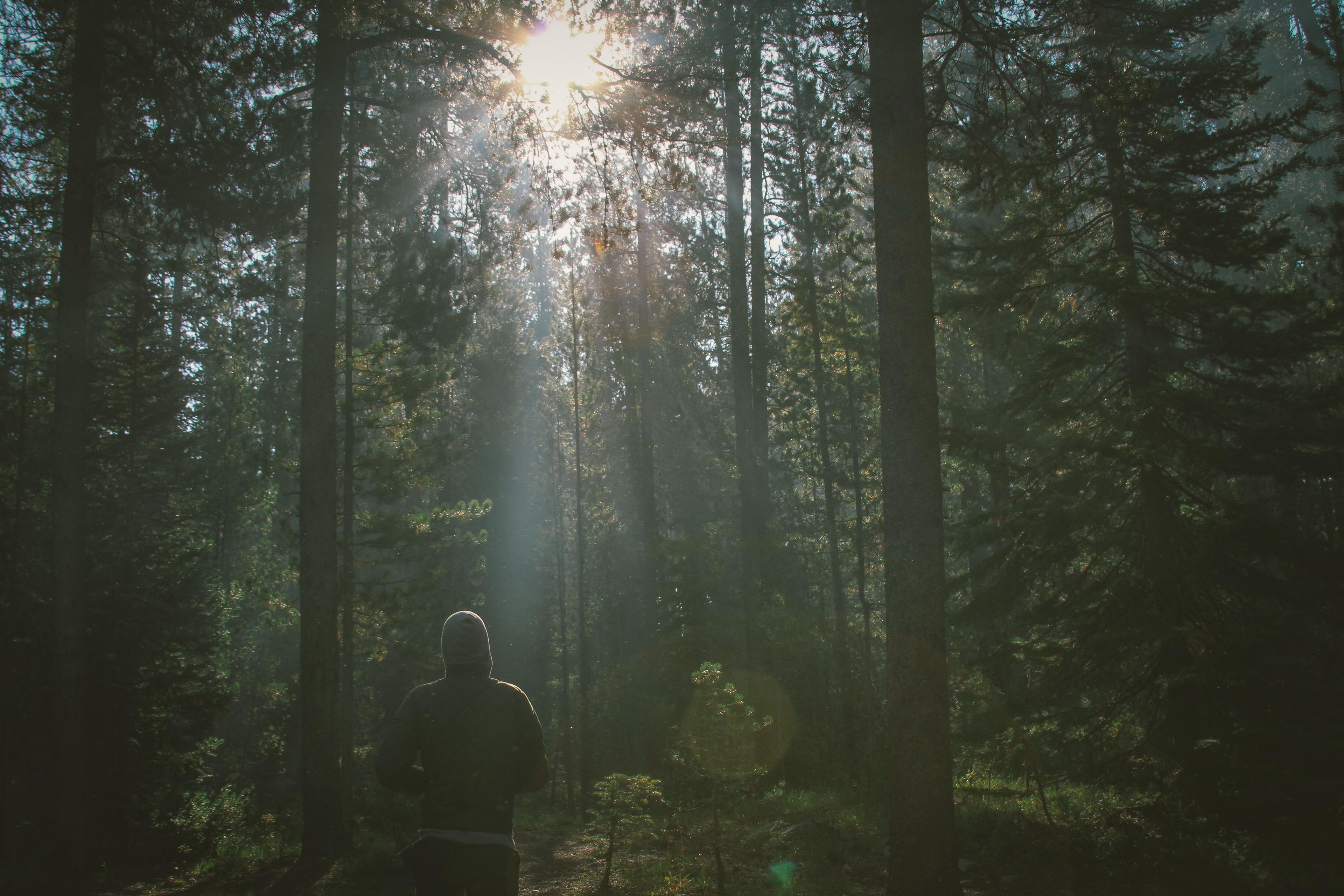en person i en skog med solstrålar