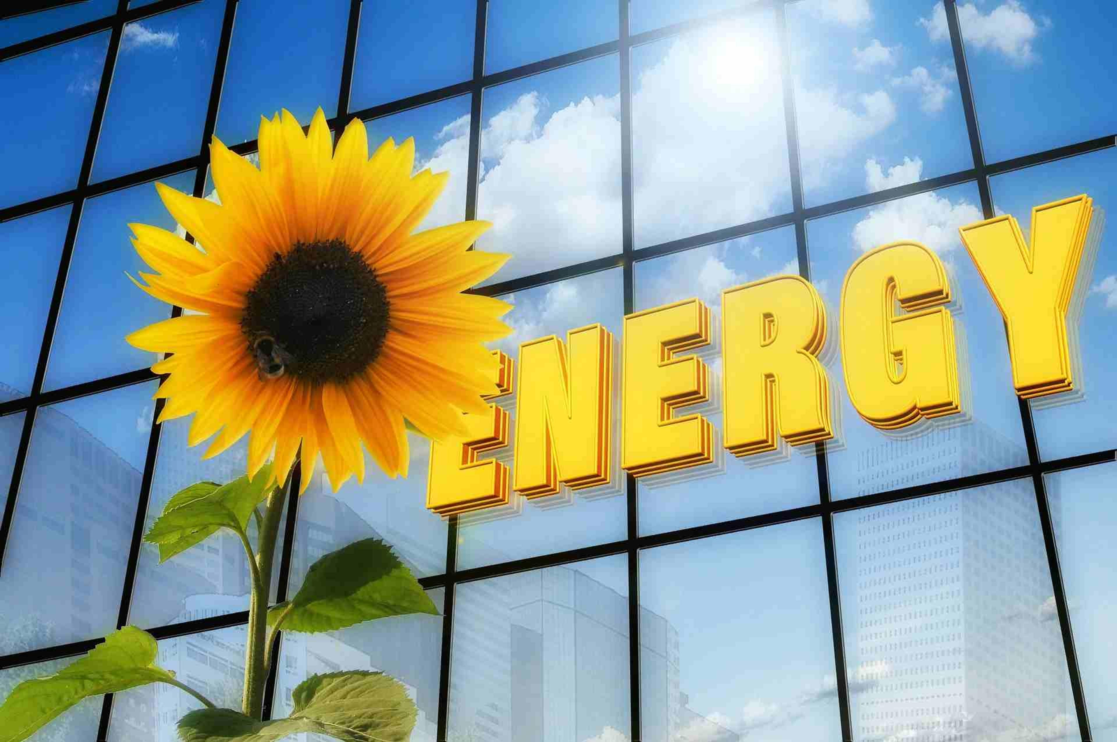 kwiatek na tle żółtego napisu energia