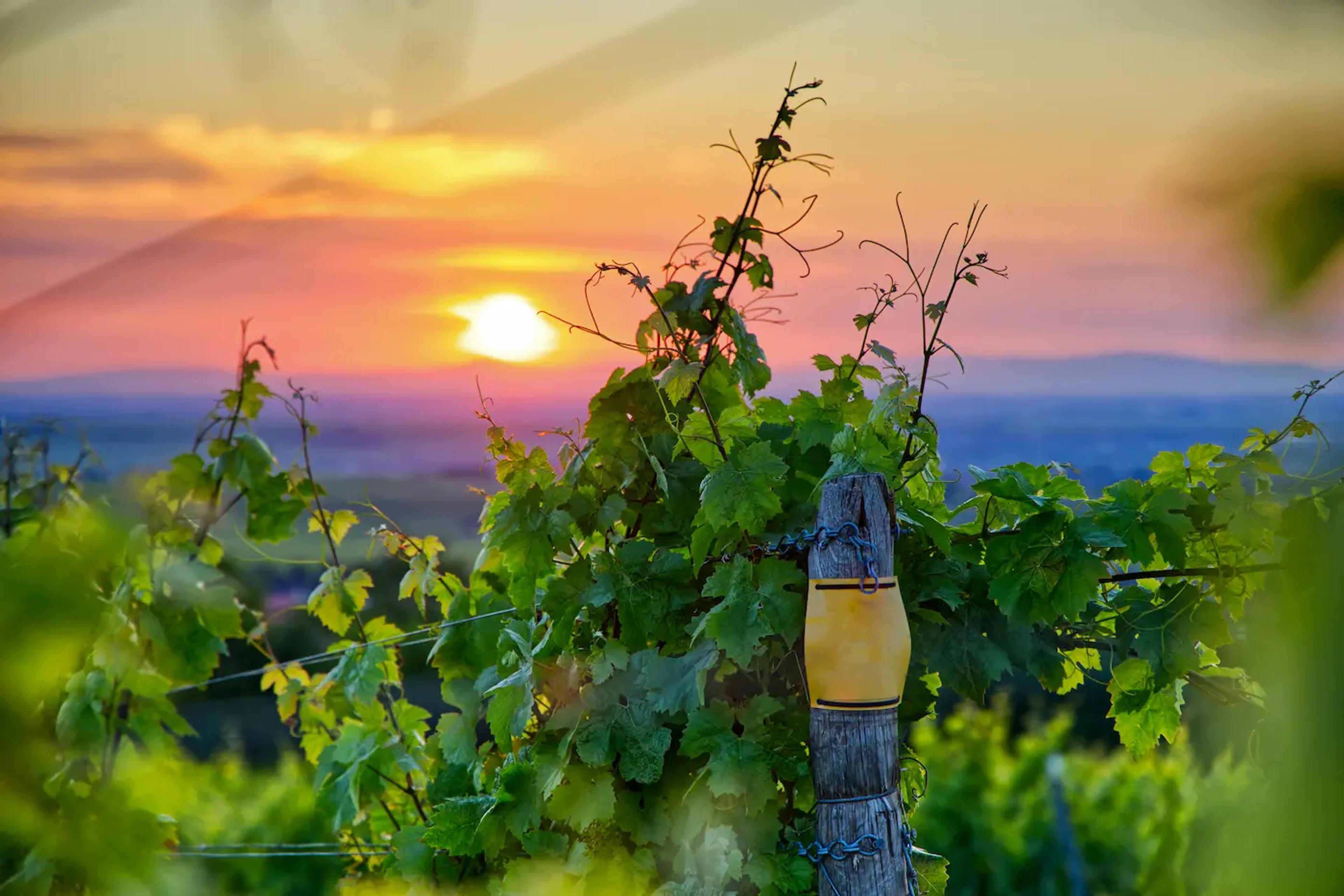 Ein Weinberg in Rheinland-Pfalz, hinter dem die Sonne untergeht.