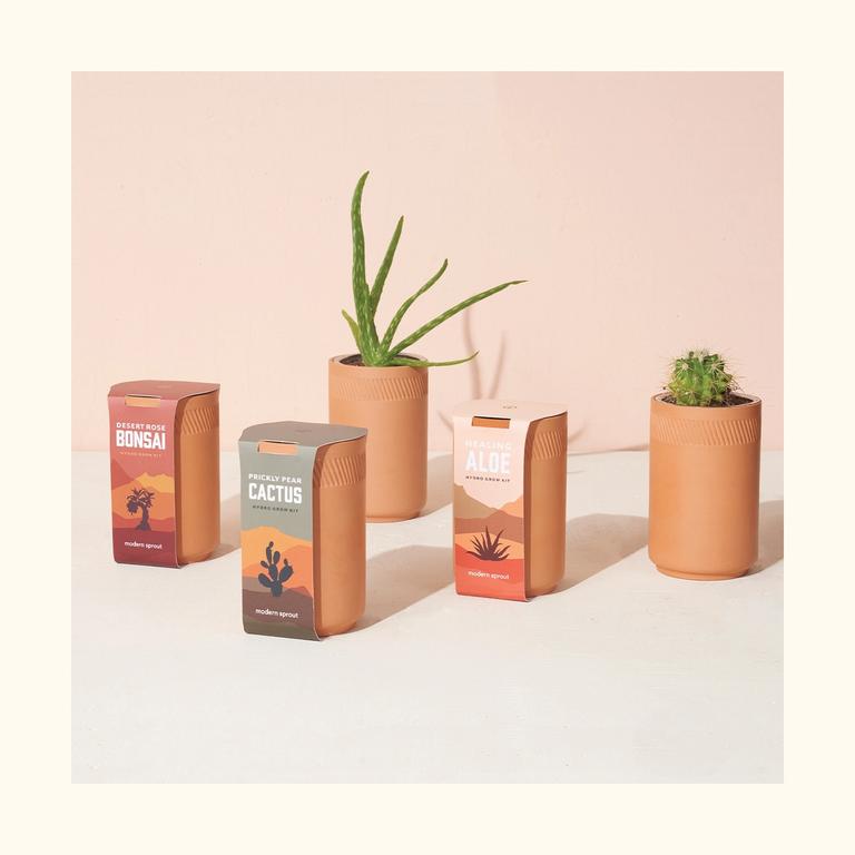 A group shot of all the different types of succulent grow kits.