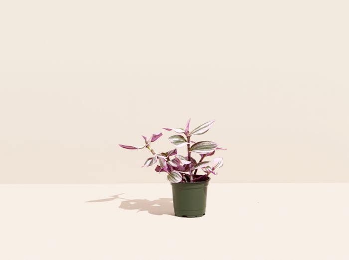 Image for 4" Tradescantia nanouk - SM