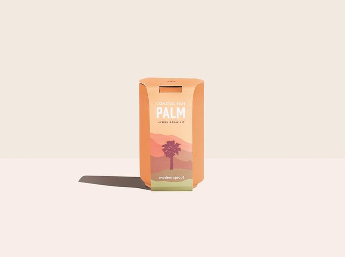 Image for Succulent Grow Kit - Coastal Fan Palm
