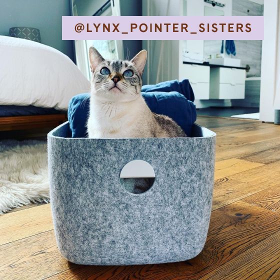 Image for UGC - @lynx_pointer_sisters - Large Felt Bins