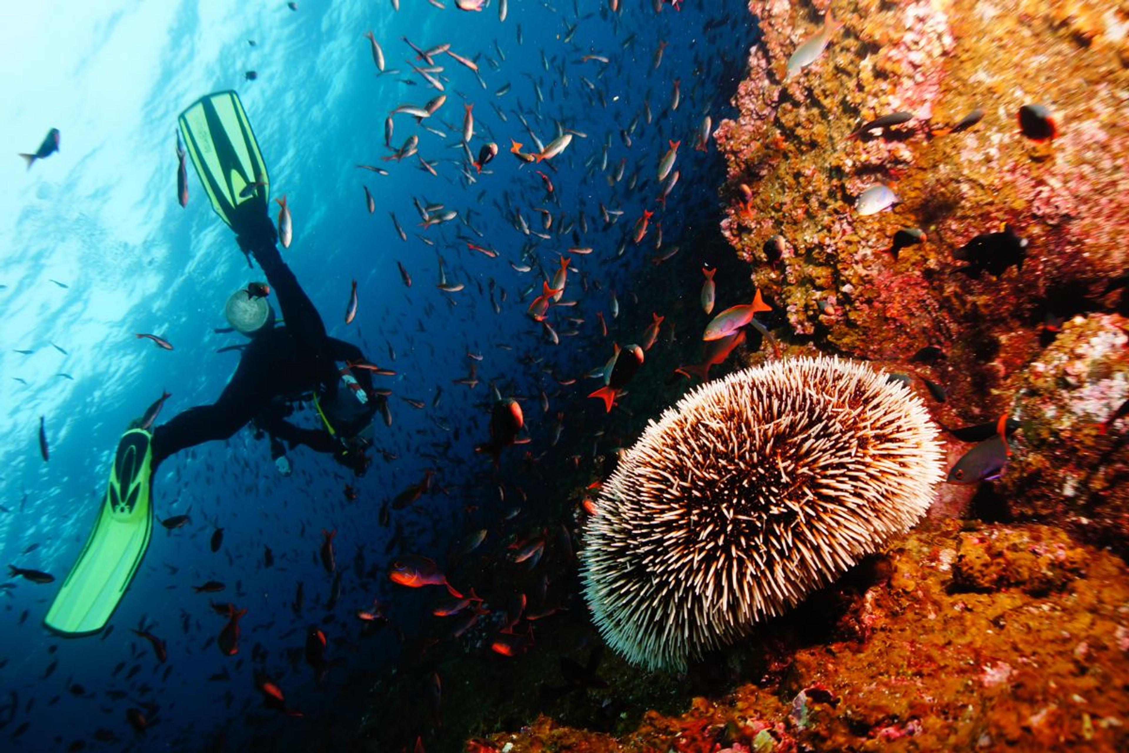 Havelock Islands Marine Wonders 