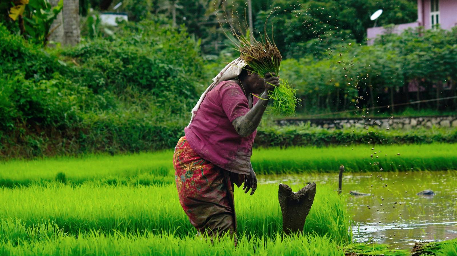 Elevating Indigenous Food System Initiatives the World Can Learn From
