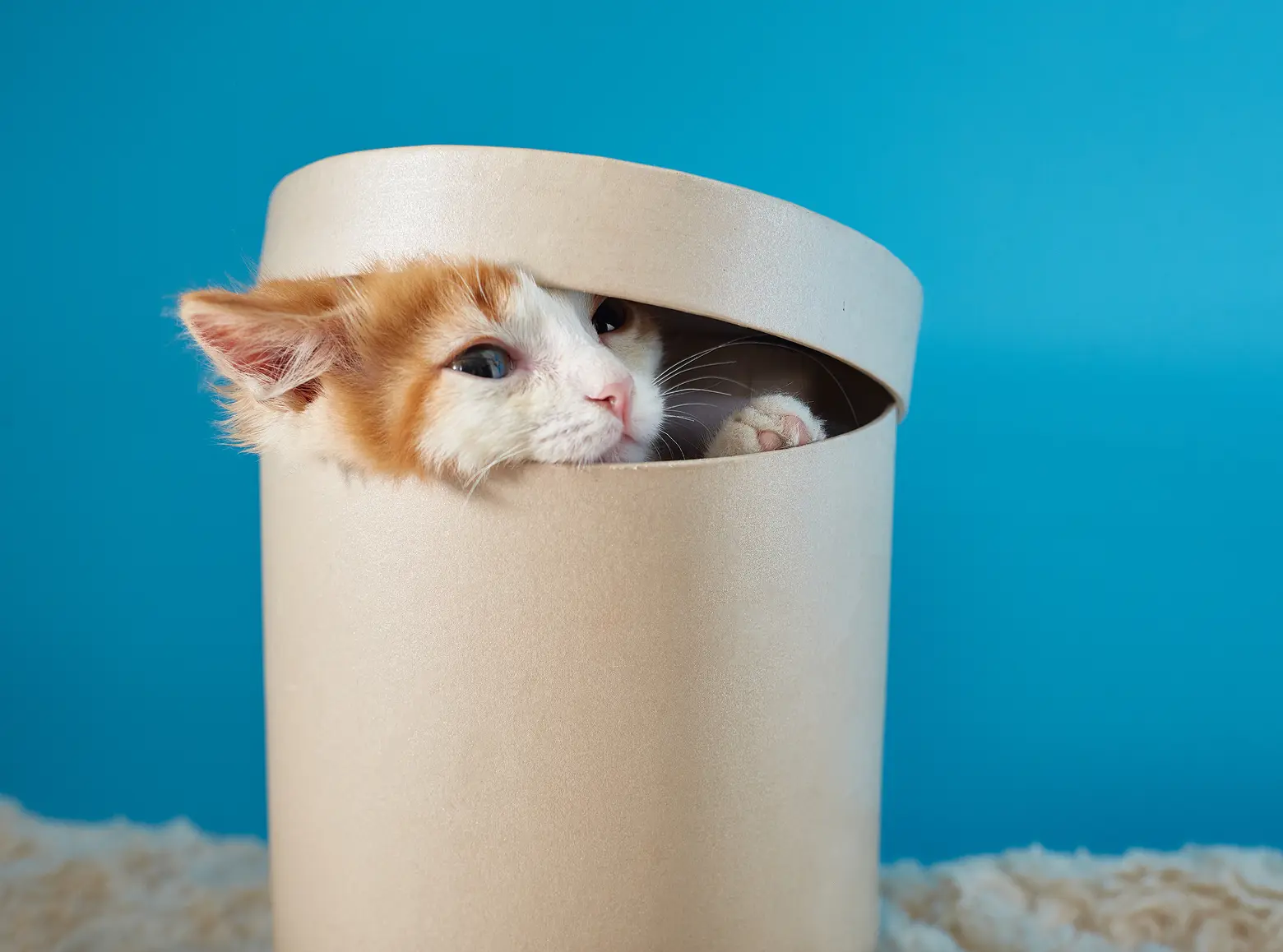 Why do cats like to sleep in boxes? Uncovering the secrets of cute behavior of cats Why do cats like to sleep in boxes? Uncovering the secrets of cute behavior of cats