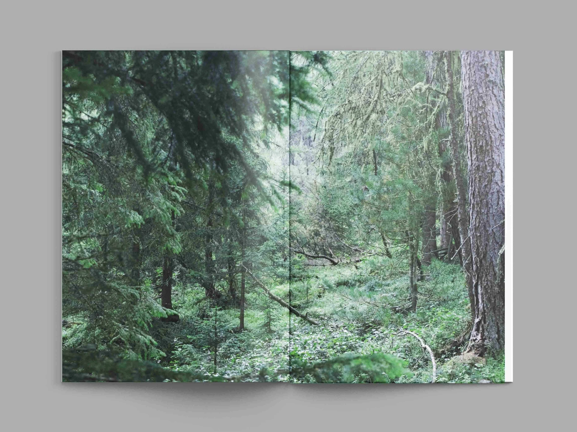 Visual from the A l'ur dal gad project — project image 3