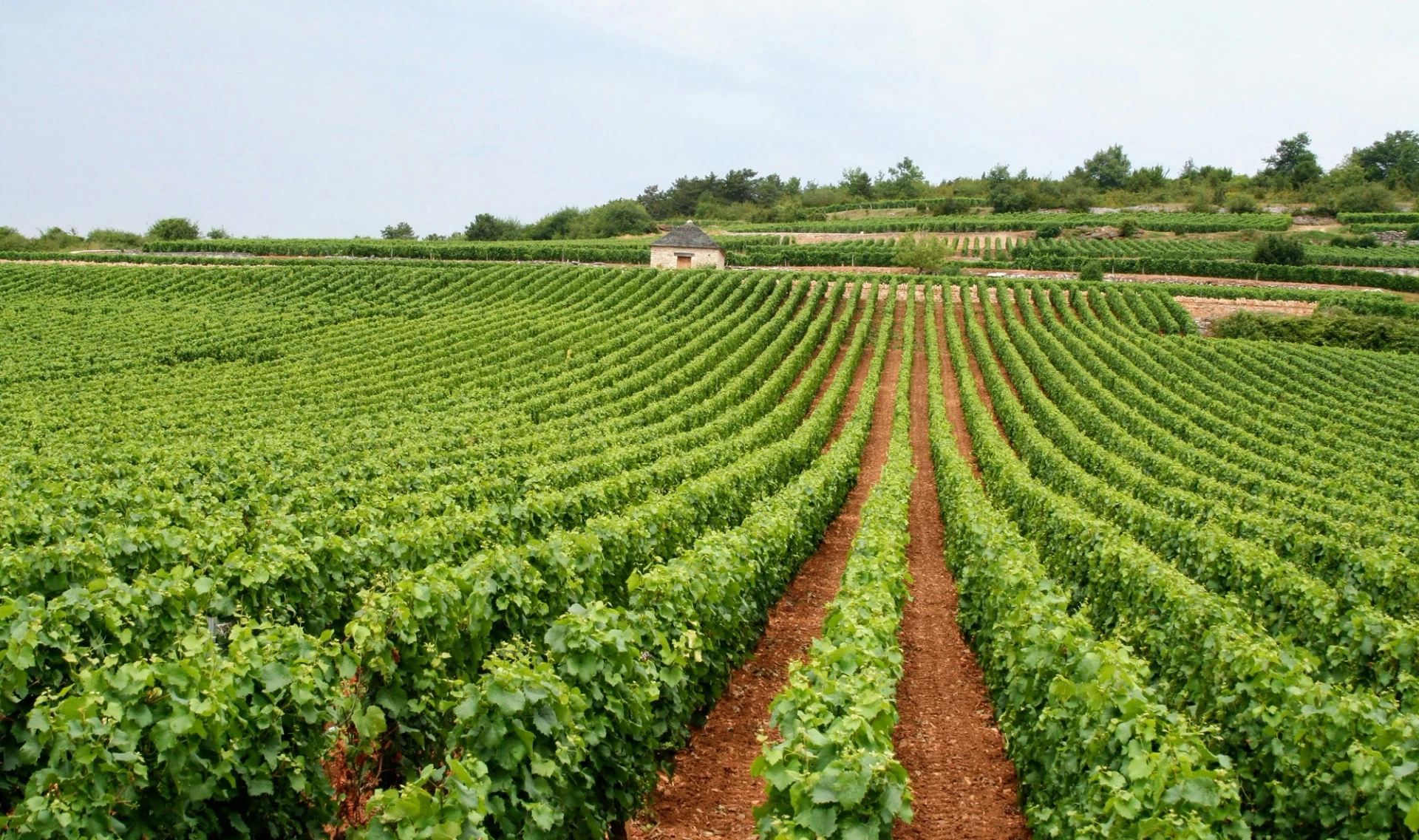 Visual aus dem Projekt D.13 Wine — project image 7