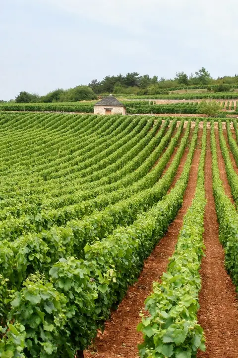 Zum Projekt D.13 Wine