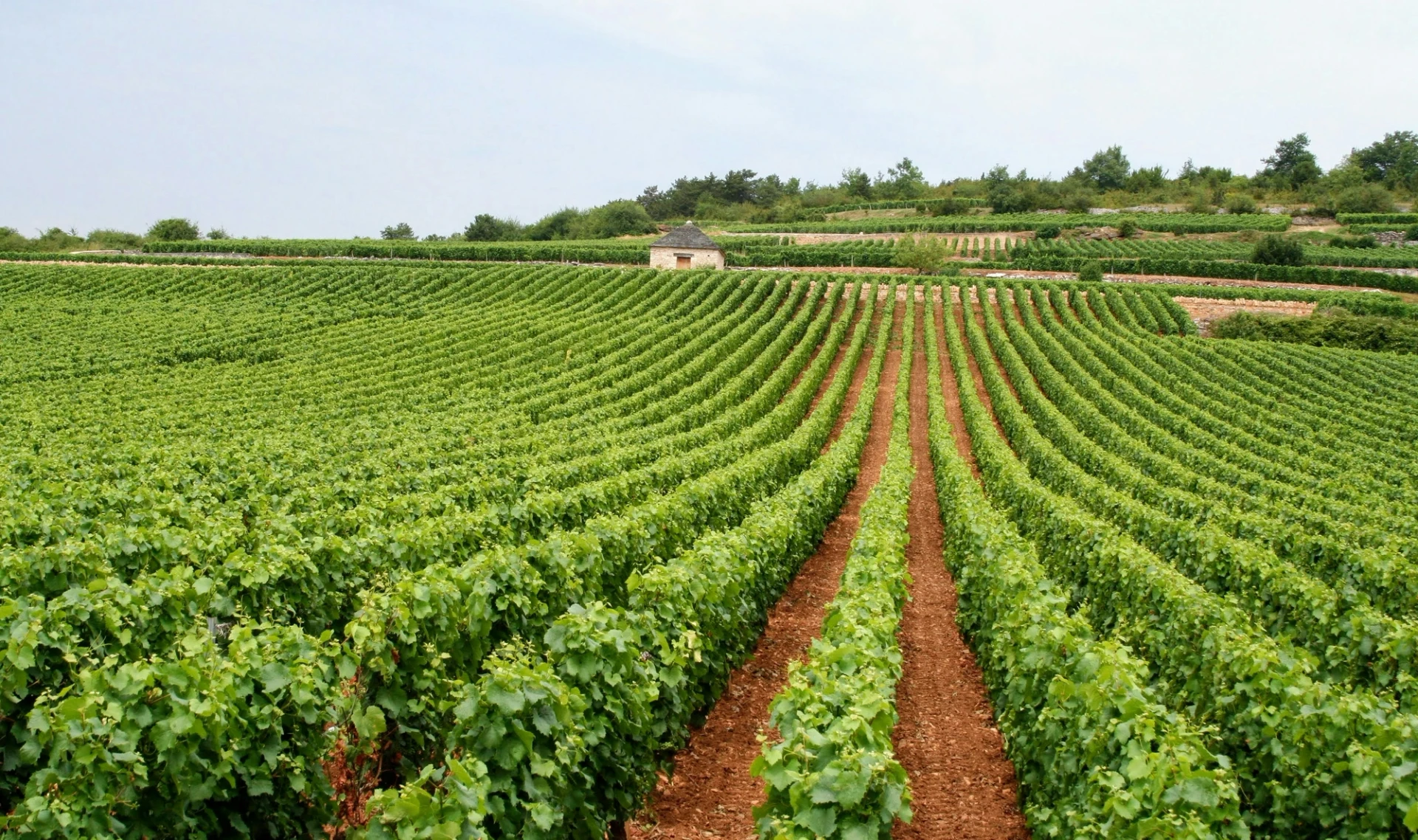 Visual aus dem Projekt D.13 Wine — project image 7