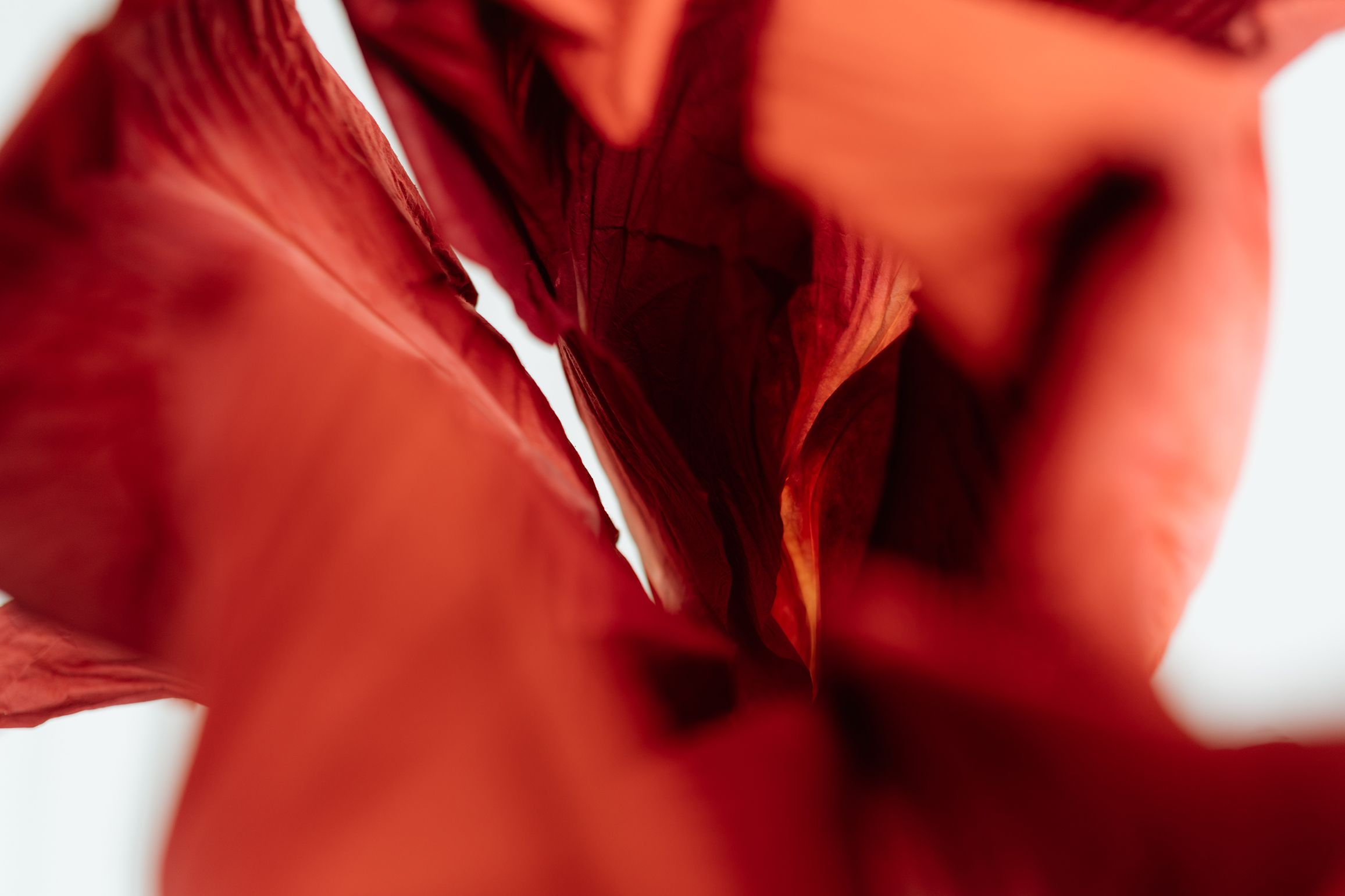 Visual from the Jolie Fleur project — project image 12