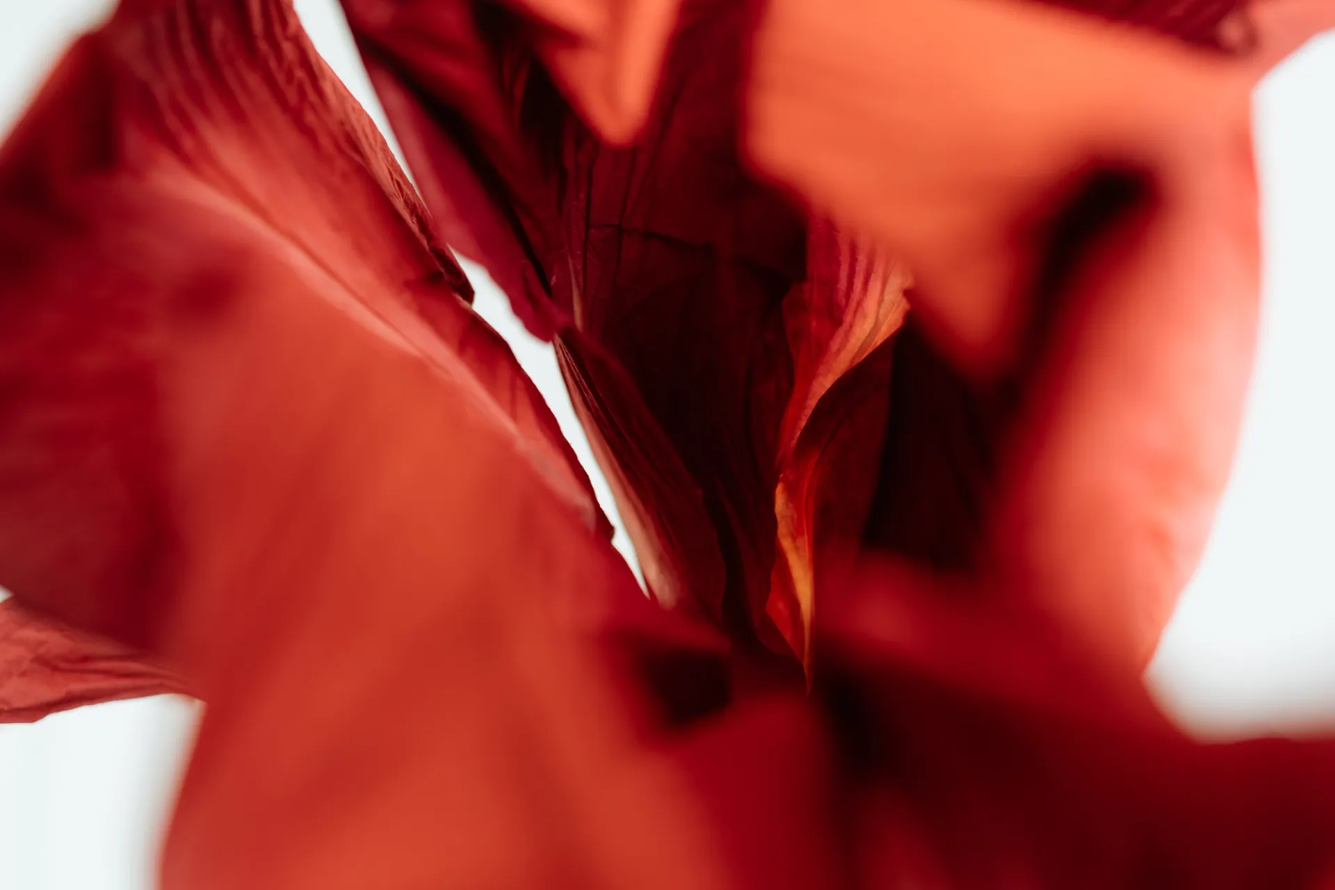 Visual aus dem Projekt Jolie Fleur — project image 12