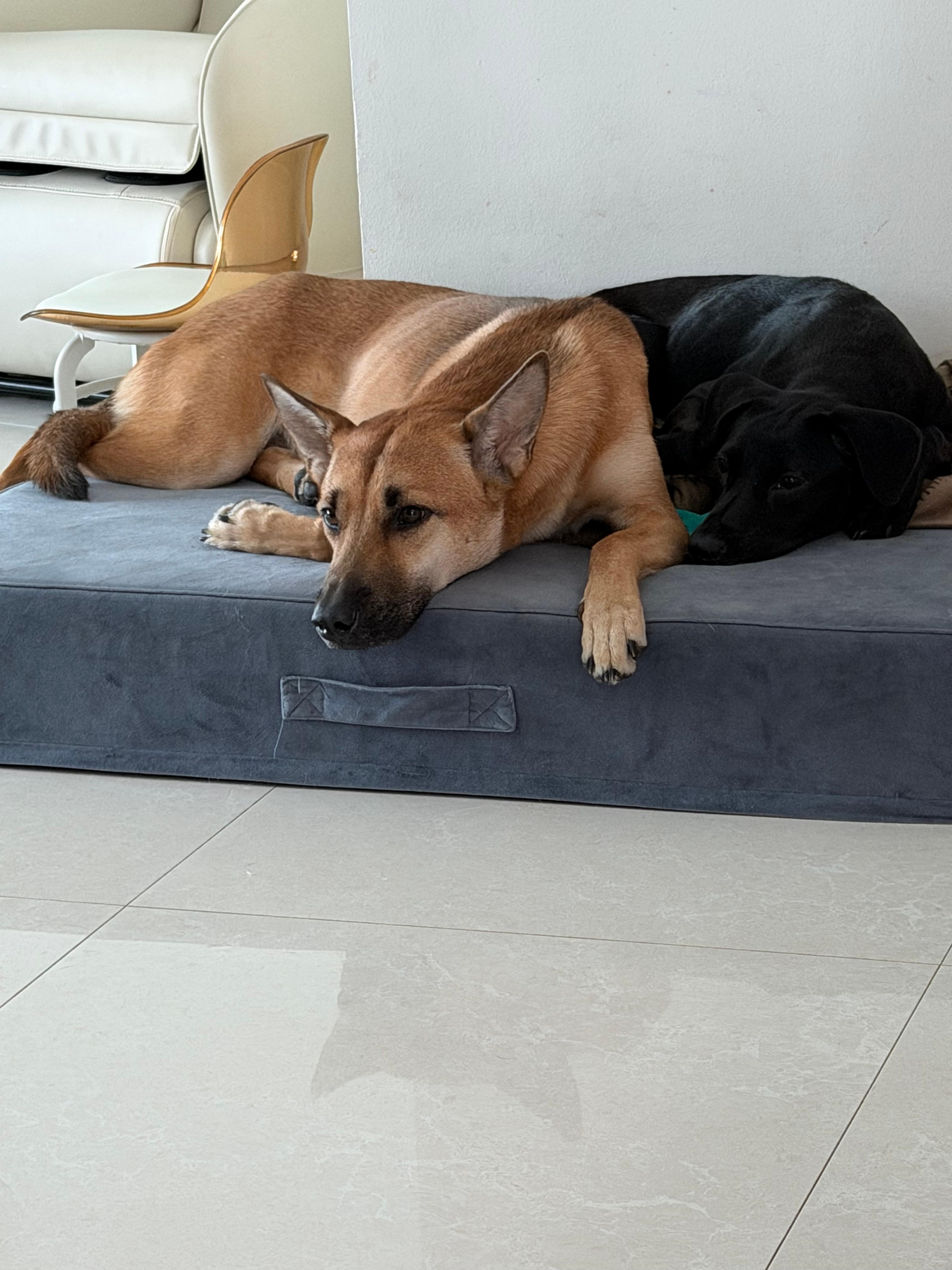 ace and bubbles lying on bed