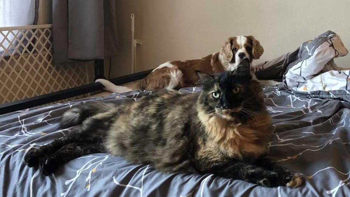 Photo of a dog and a cat on a bed