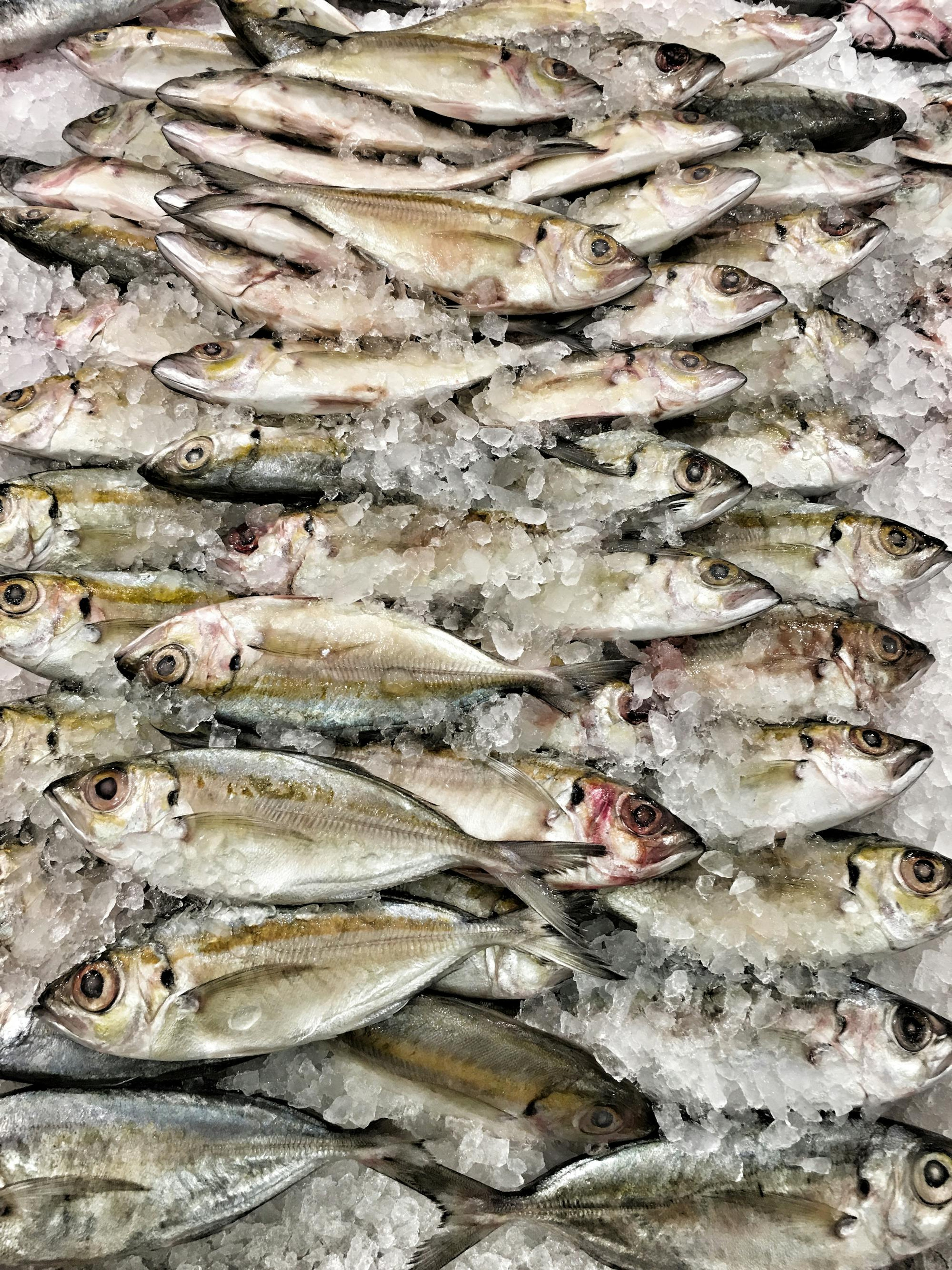 Frischer Fisch auf Eis in der Kühlkette