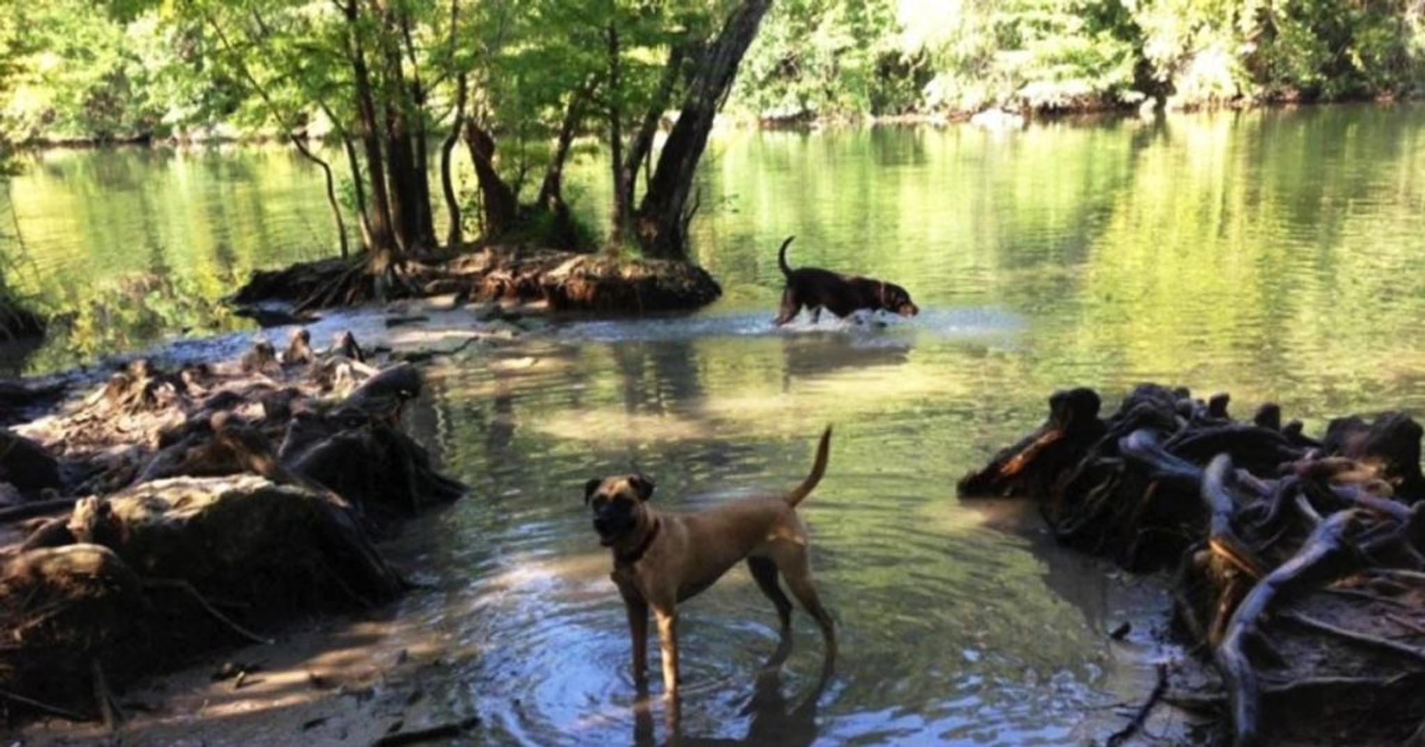dogs playing water