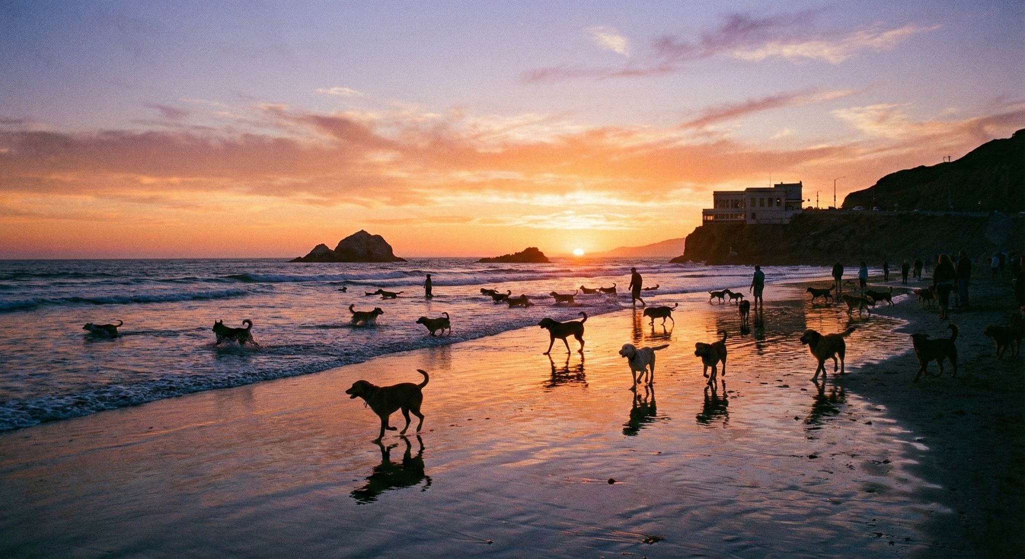 dog running on beach sunset