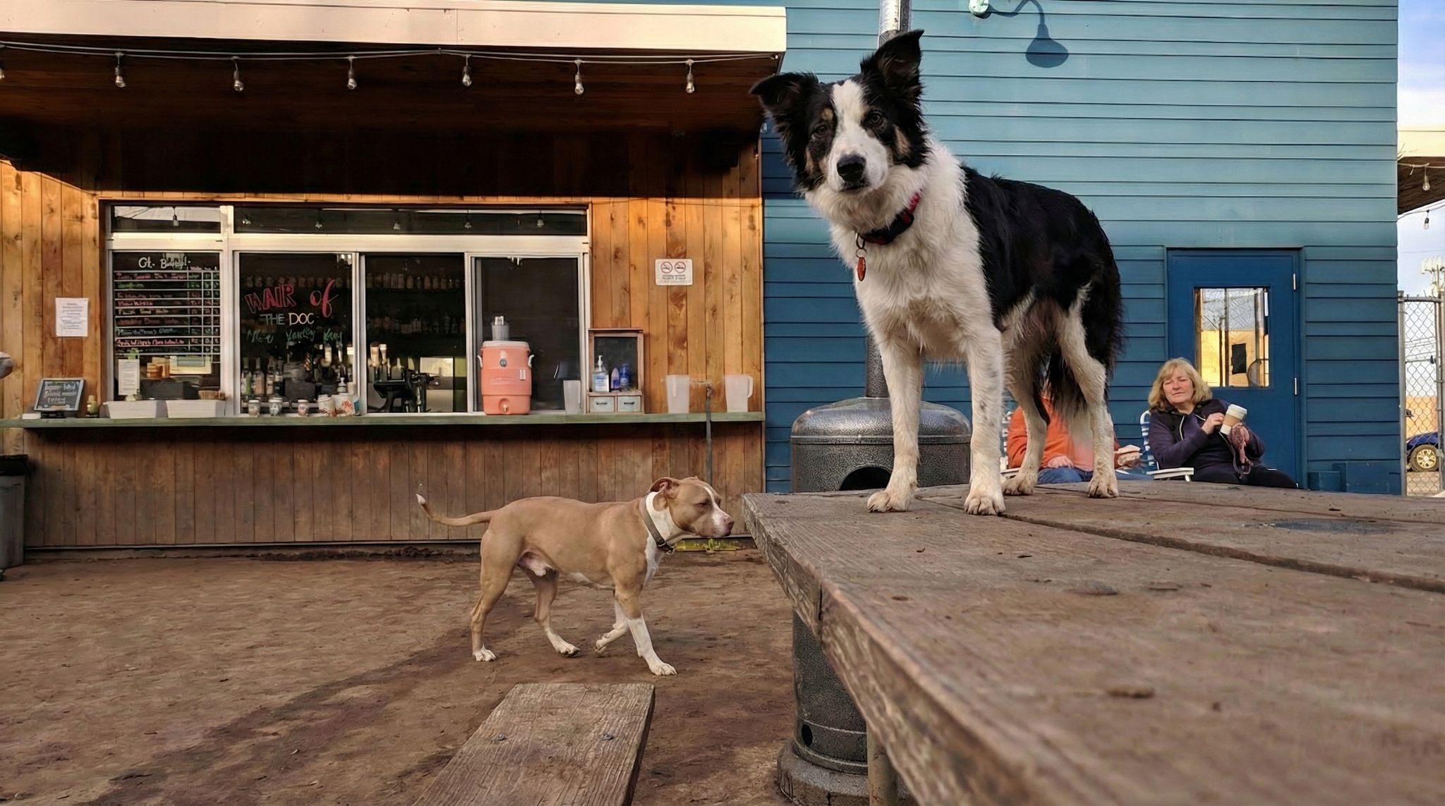 dogs at yard bar austin texas