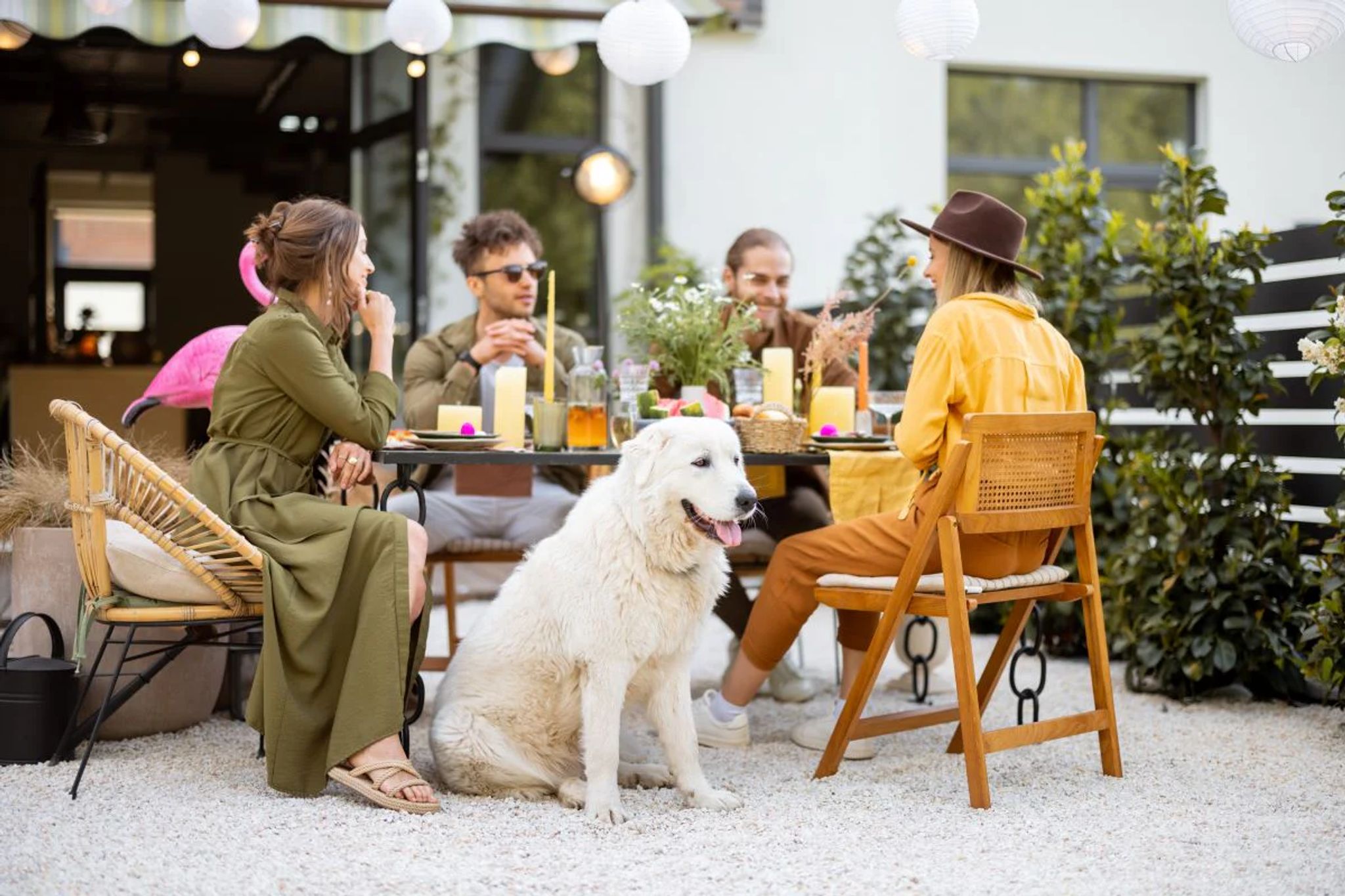 dog-sitting-outdoor-dining