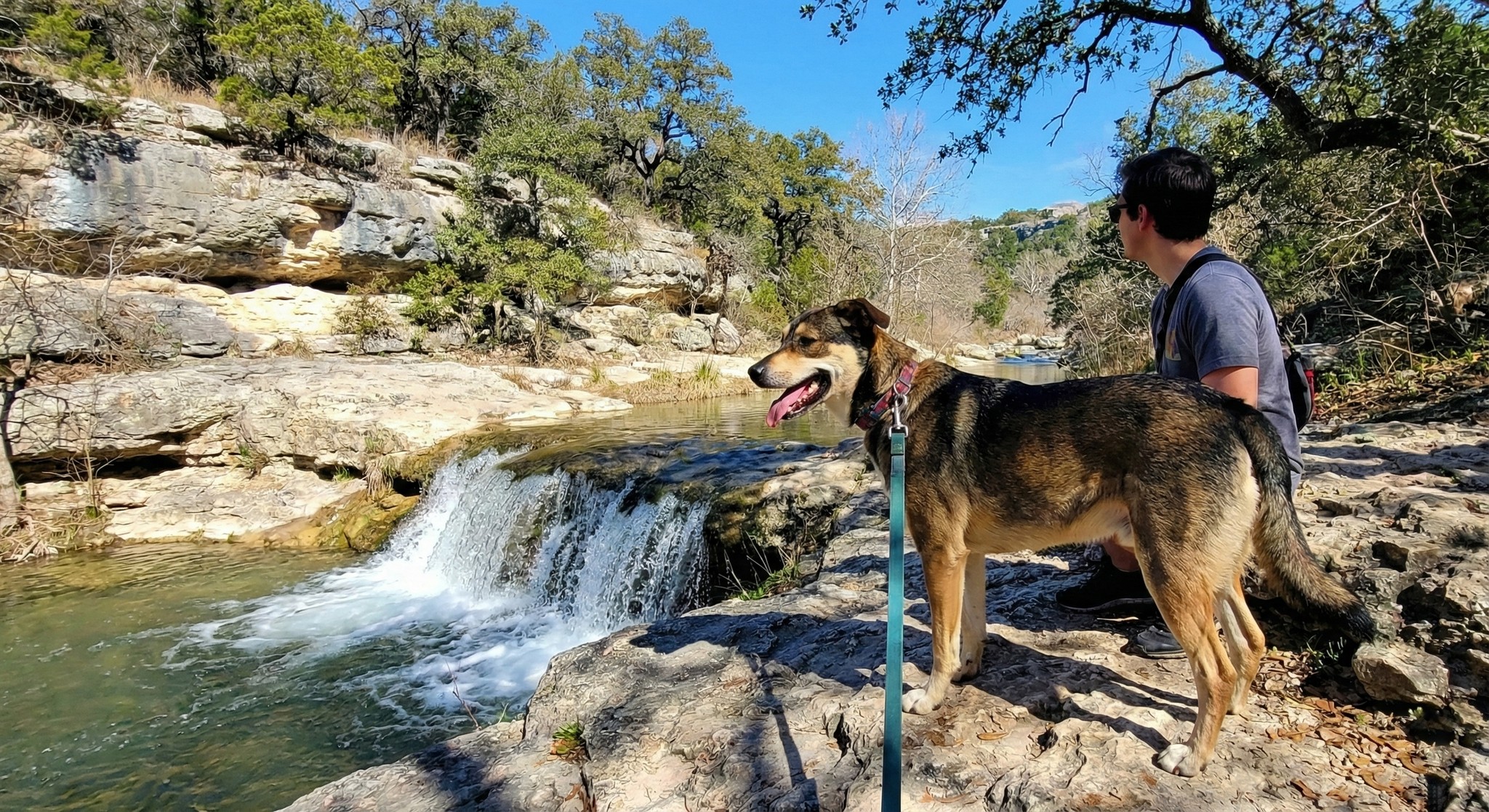 A dog standing on limestone rocks next to a scenic waterfall on an Austin hiking trail.