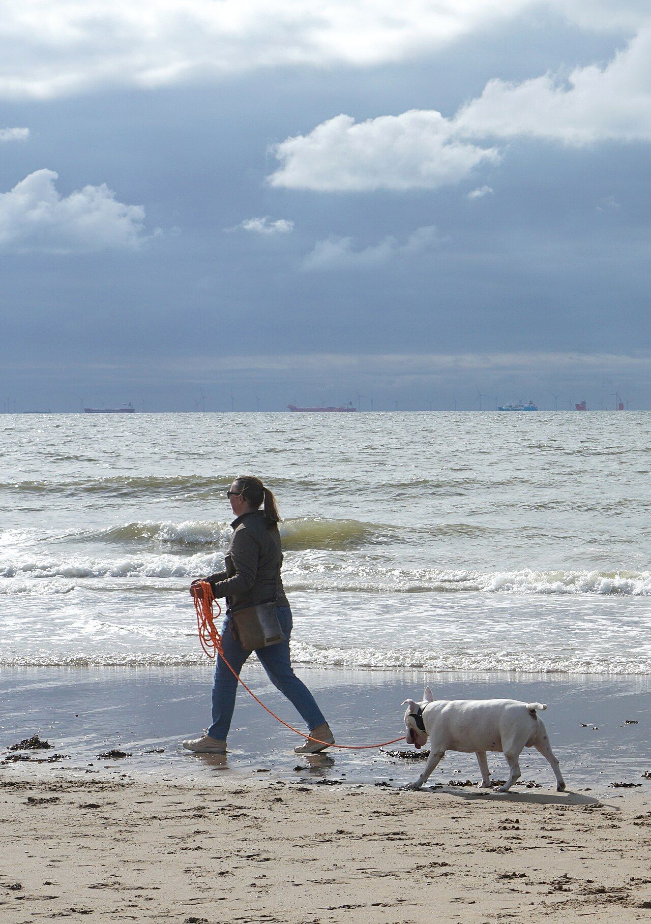 Pet Hardware Manufacturer Guide: Sourcing the Metal in Pet Gear