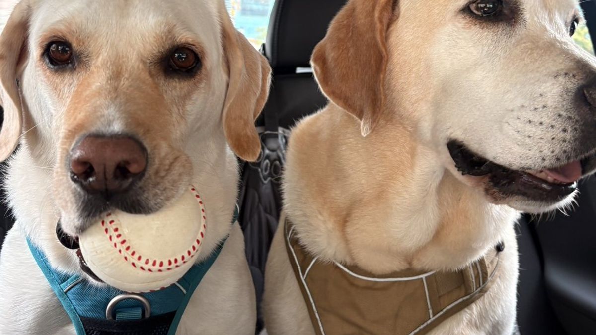 Dog Car Restraint Hardware: Tethers, Swivels and Crash-Test Claims