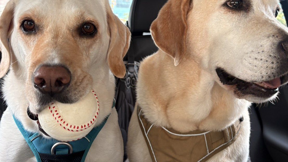 Dog Car Restraint Hardware: Tethers, Swivels and Crash-Test Claims
